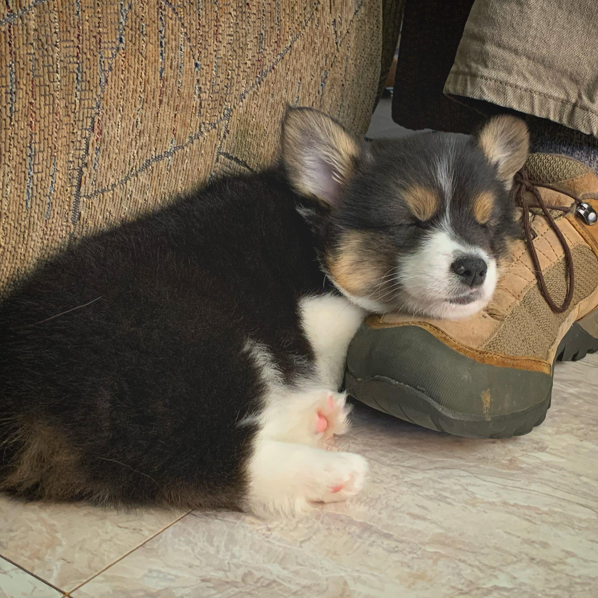 Foot pillow! r/Eyebleach