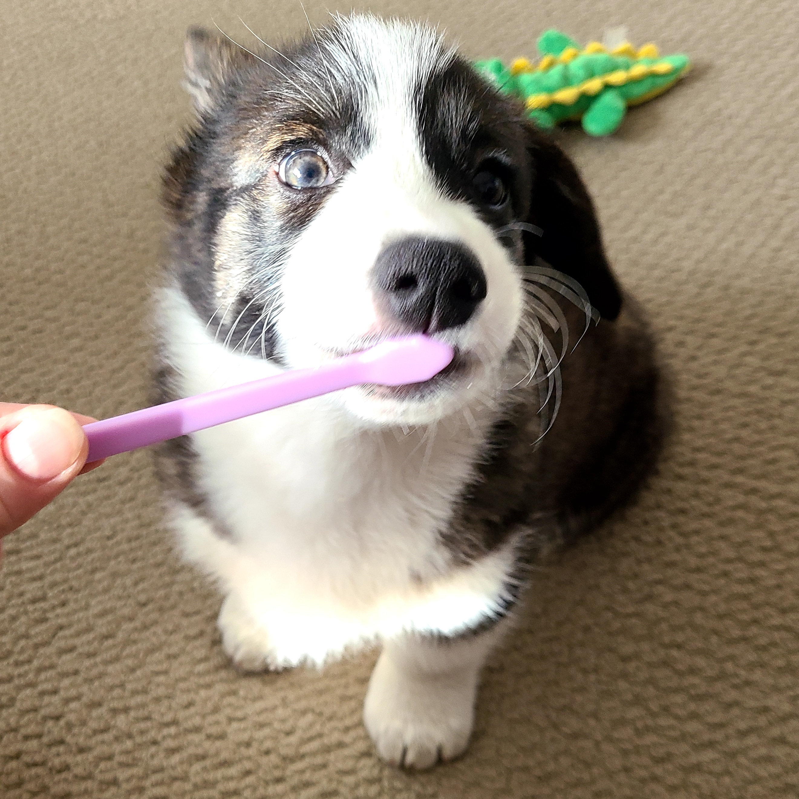 Learning how to brush my teefies 🤓