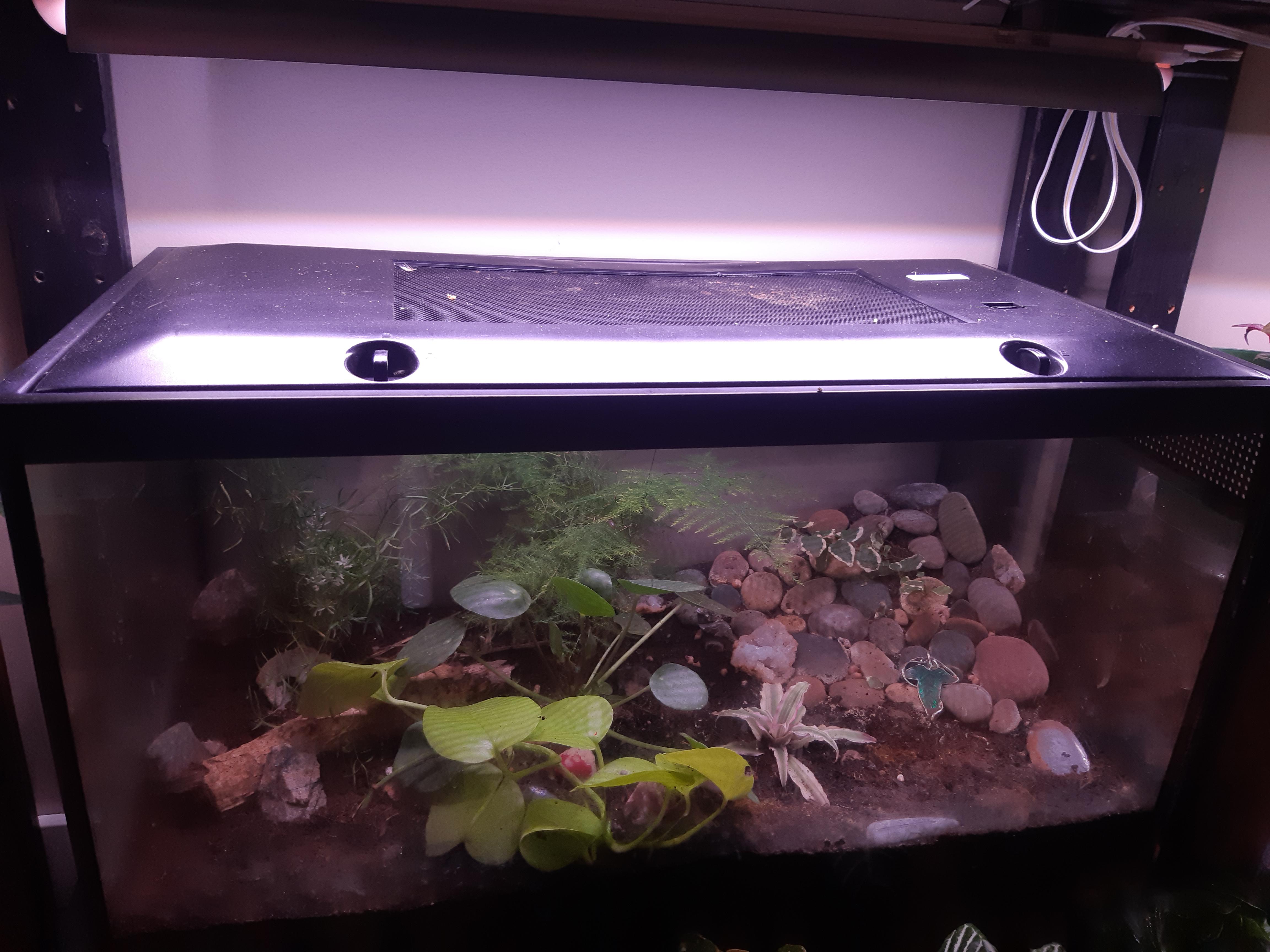 My first terrarium in a tank. I can't seem to keep moss alive, but the