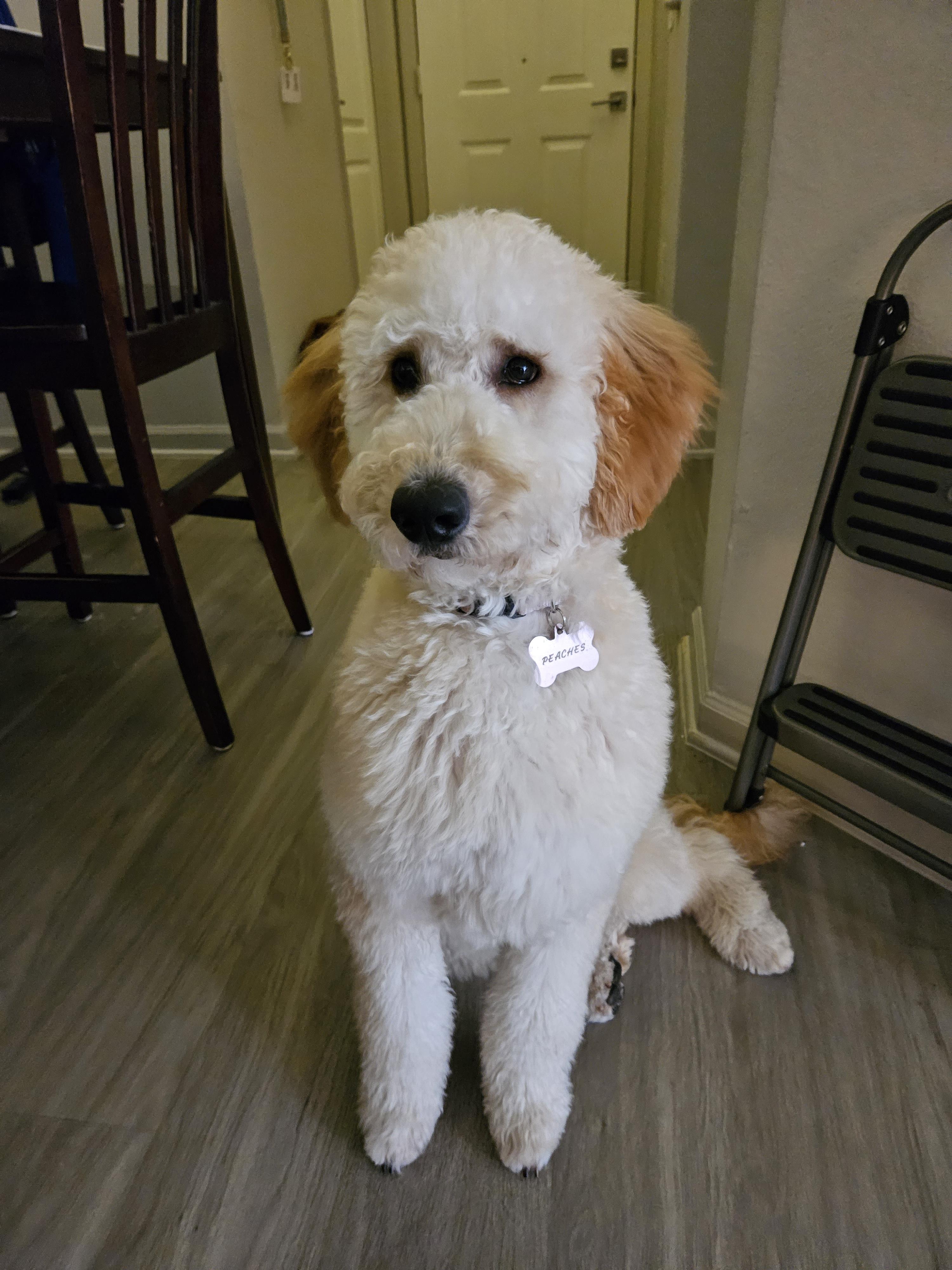 Peaches 🍑 r/Goldendoodles
