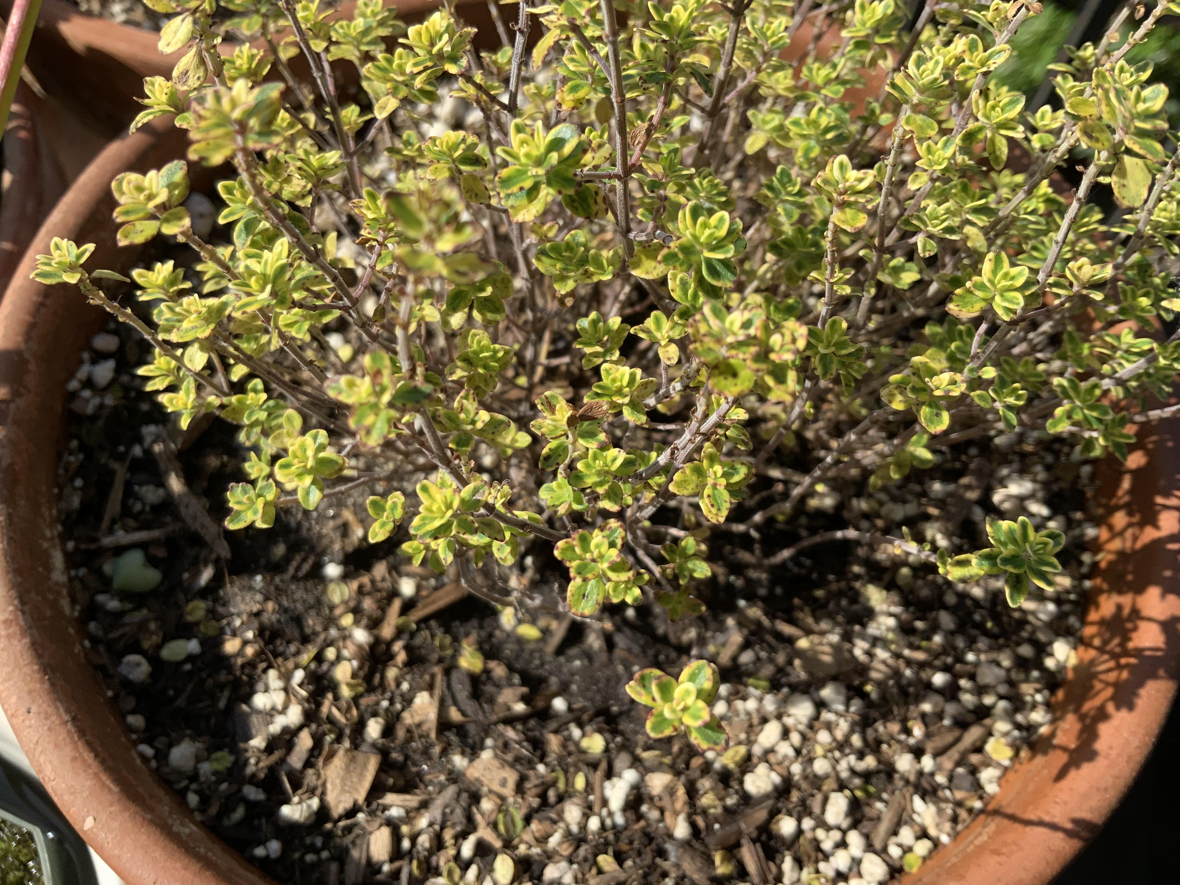 Help! My lemon thyme plant has brown spots and the leaves are falling