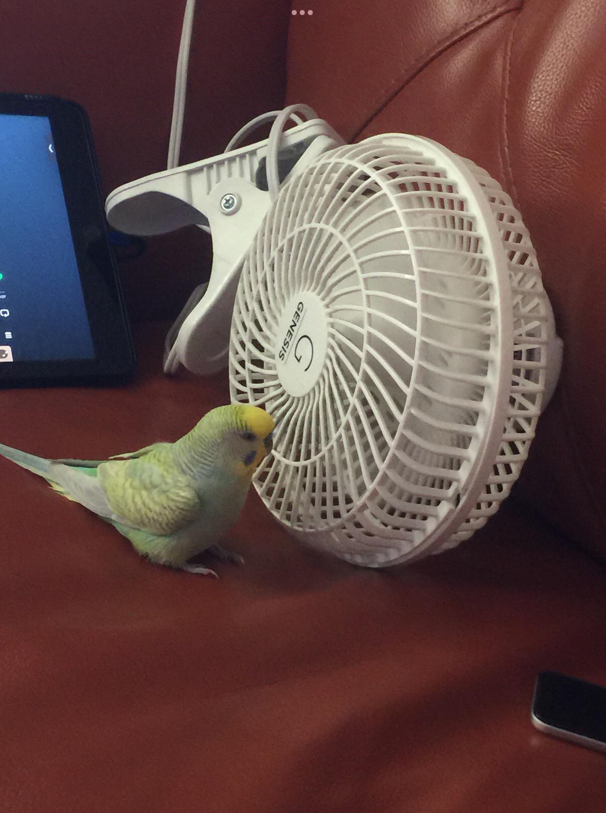 He loves the fan! r/Parakeets