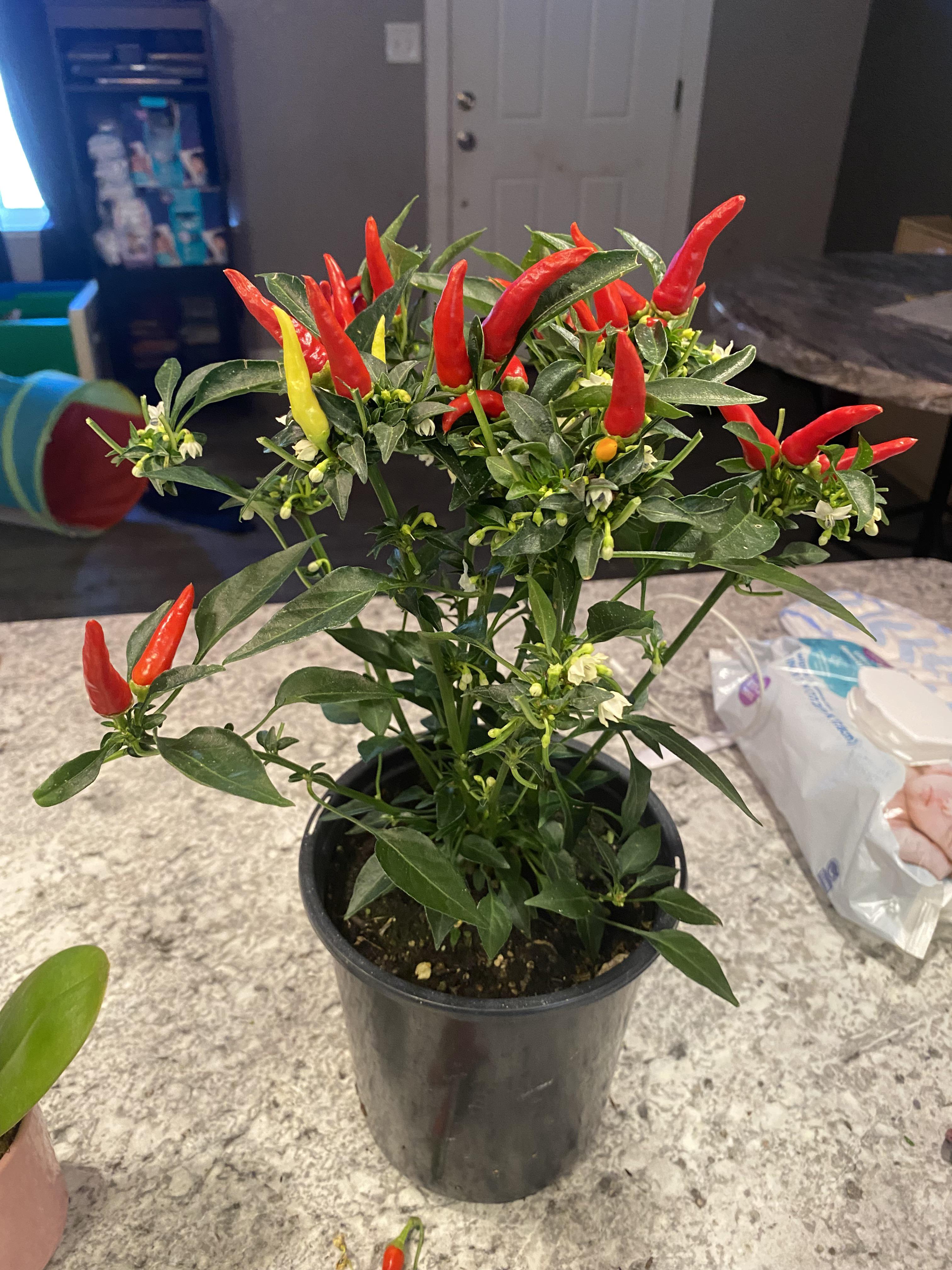 7 “ornamental pepper” from Lowes, can anyone ID? r/HotPeppers