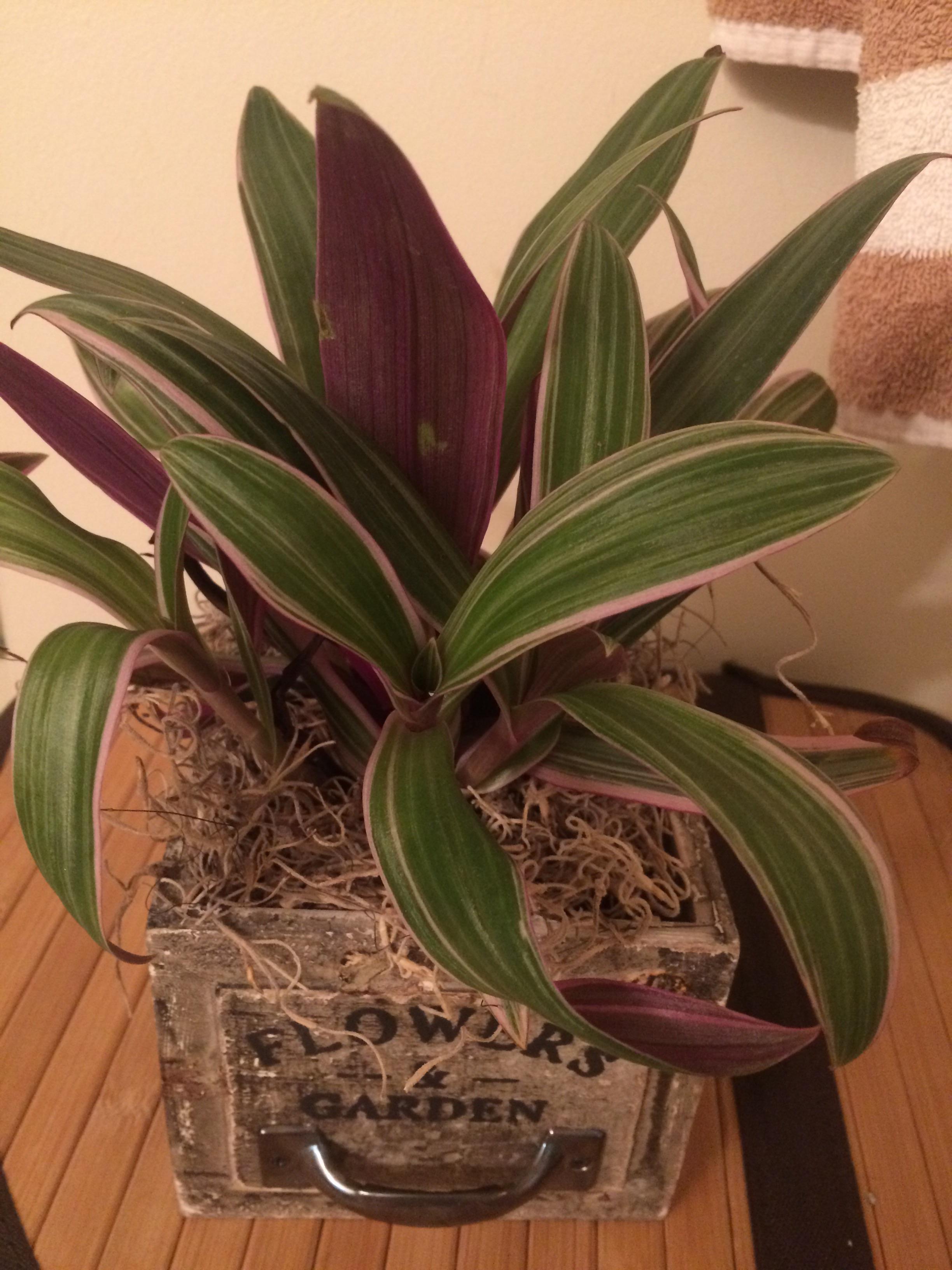Hello all! This is my new Oyster Plant, or a Moses in the Cradle. I have a cat that likes to