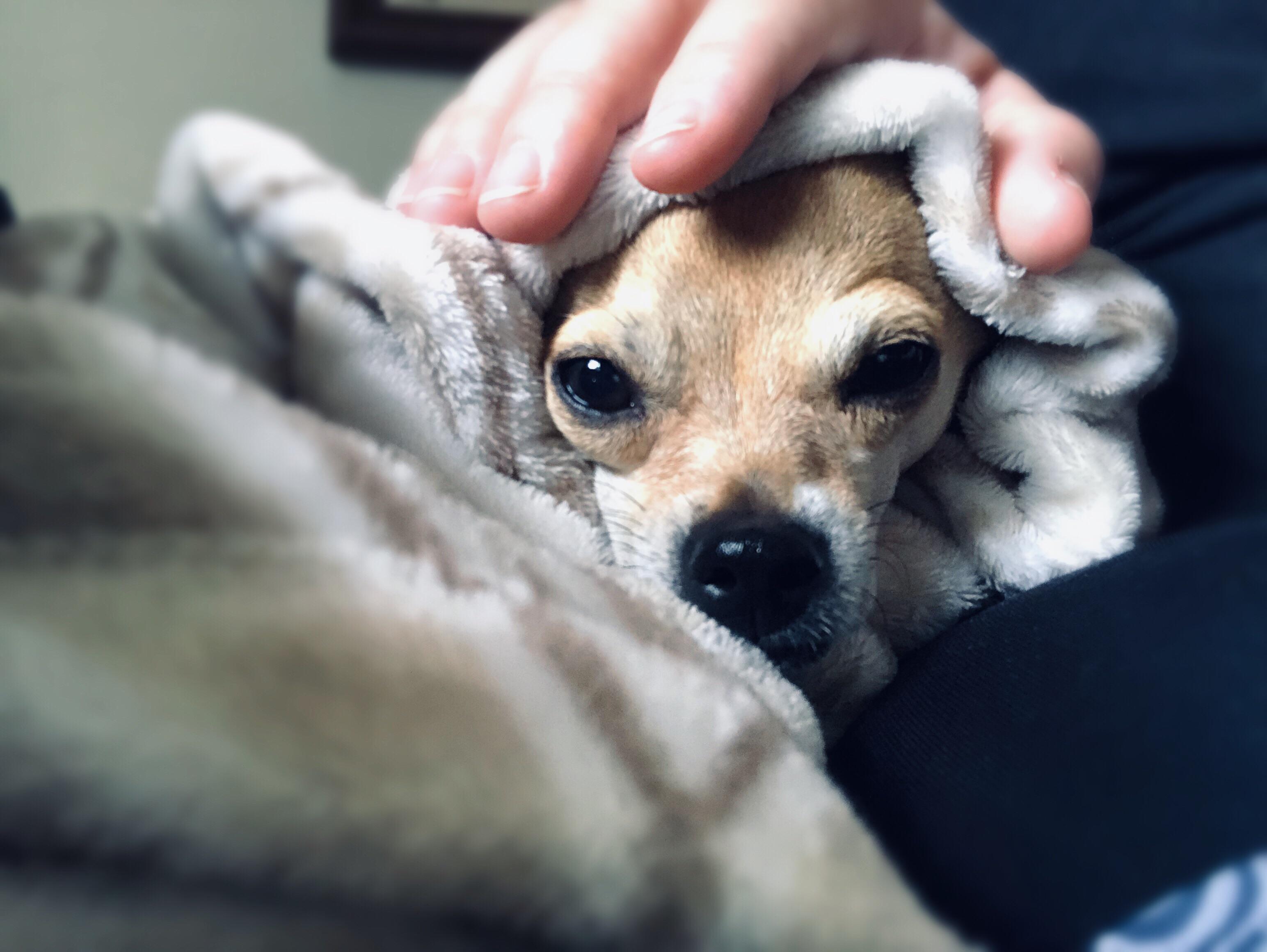 Chihuahua thunderstorm calming protocol. r/Chihuahua