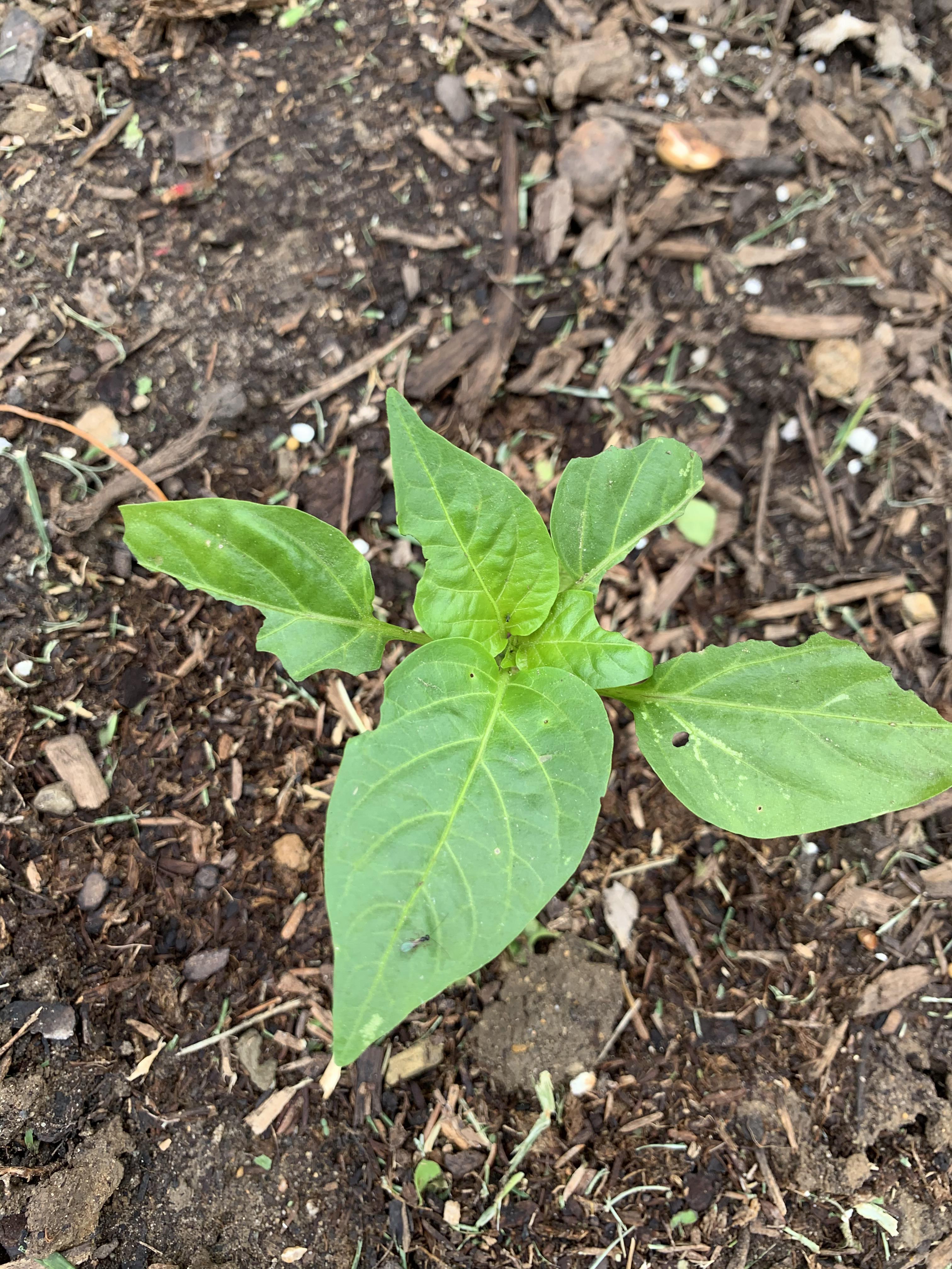 What’s eating my peppers? Slugs? r/gardening