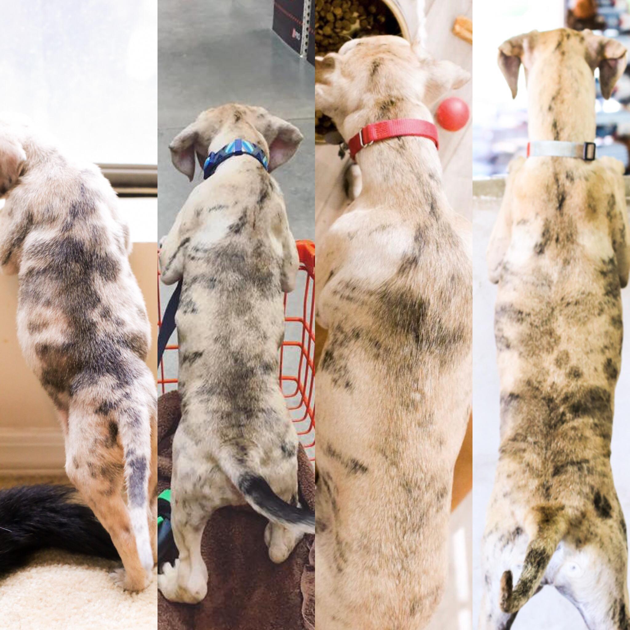 The evolution of my puppy's brindle merle—from 5 weeks old to 1 year