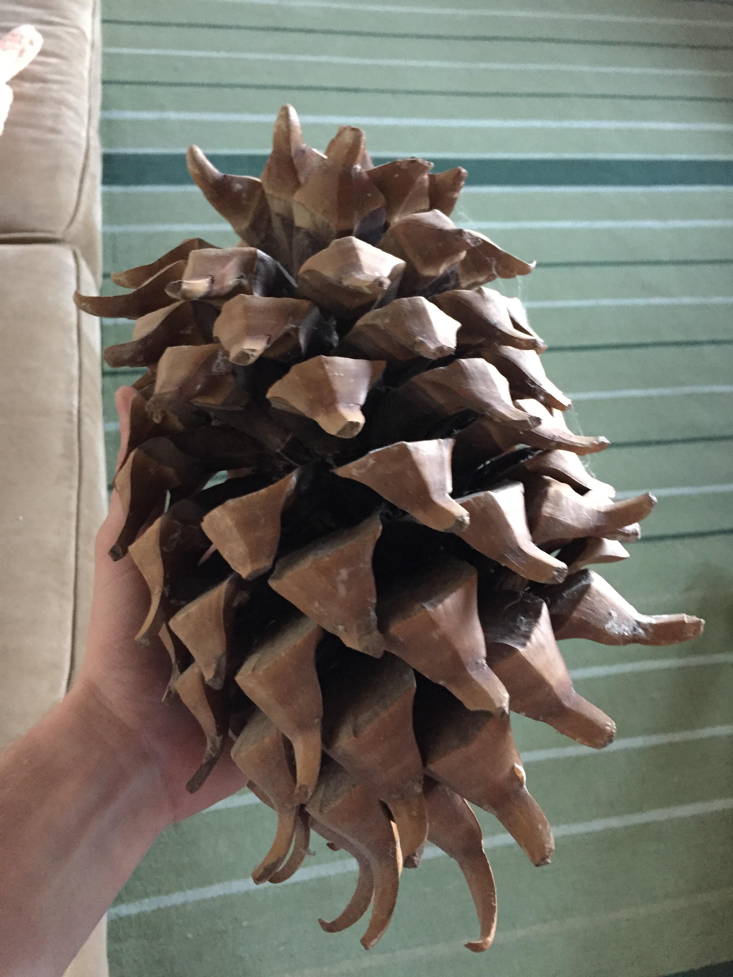 I found the biggest pine cone I've ever seen r/AbsoluteUnits