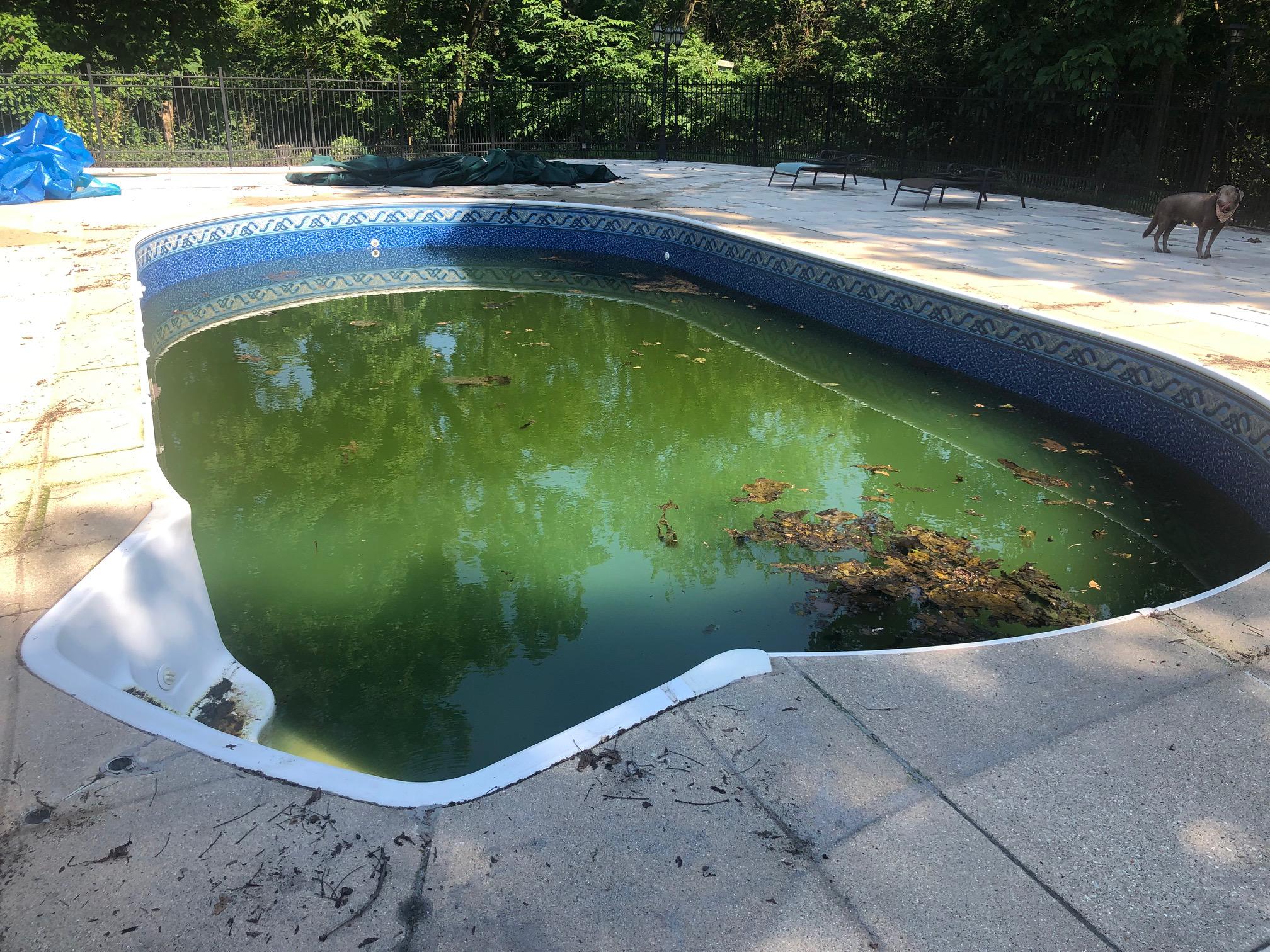 Getting ready to open finally. Should I fill the pool with well water