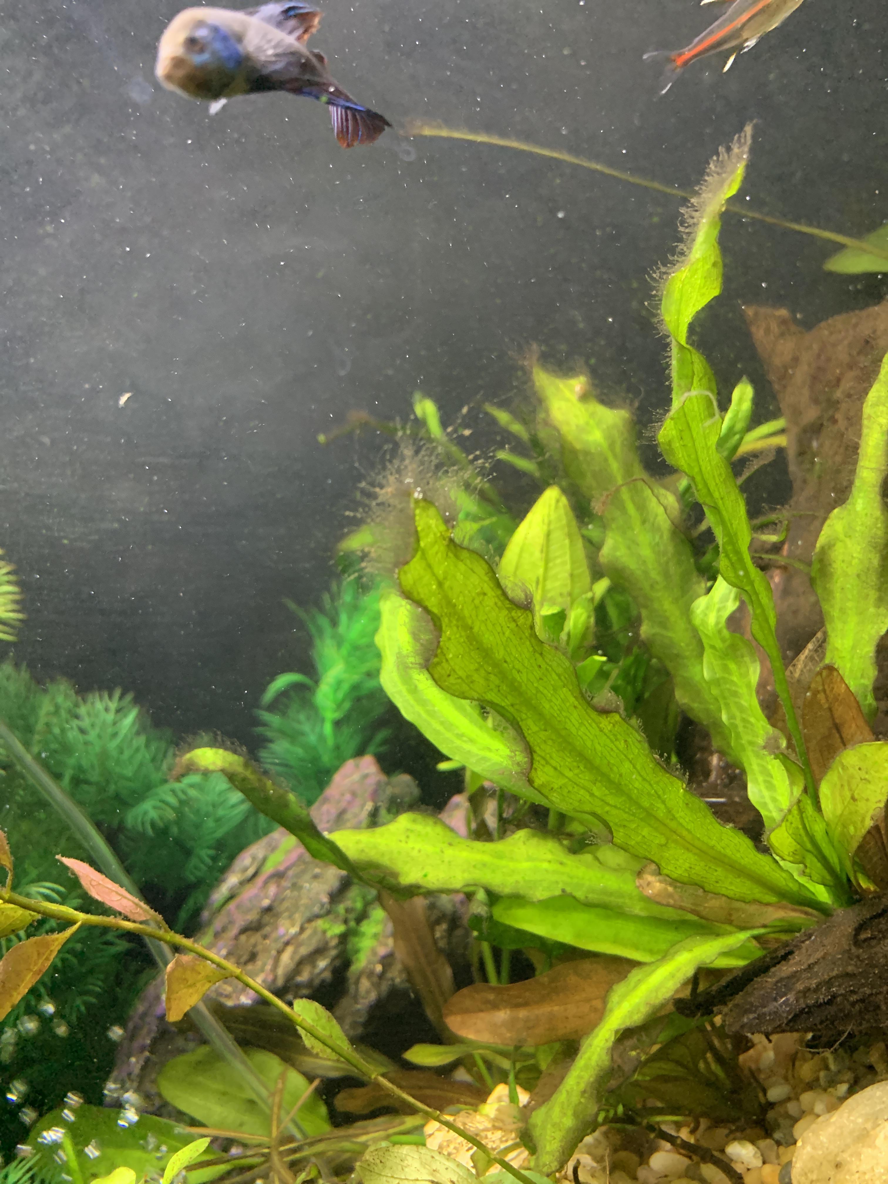 How to fix black beard algae?? I’ve been dosing 3 hydrogen peroxide