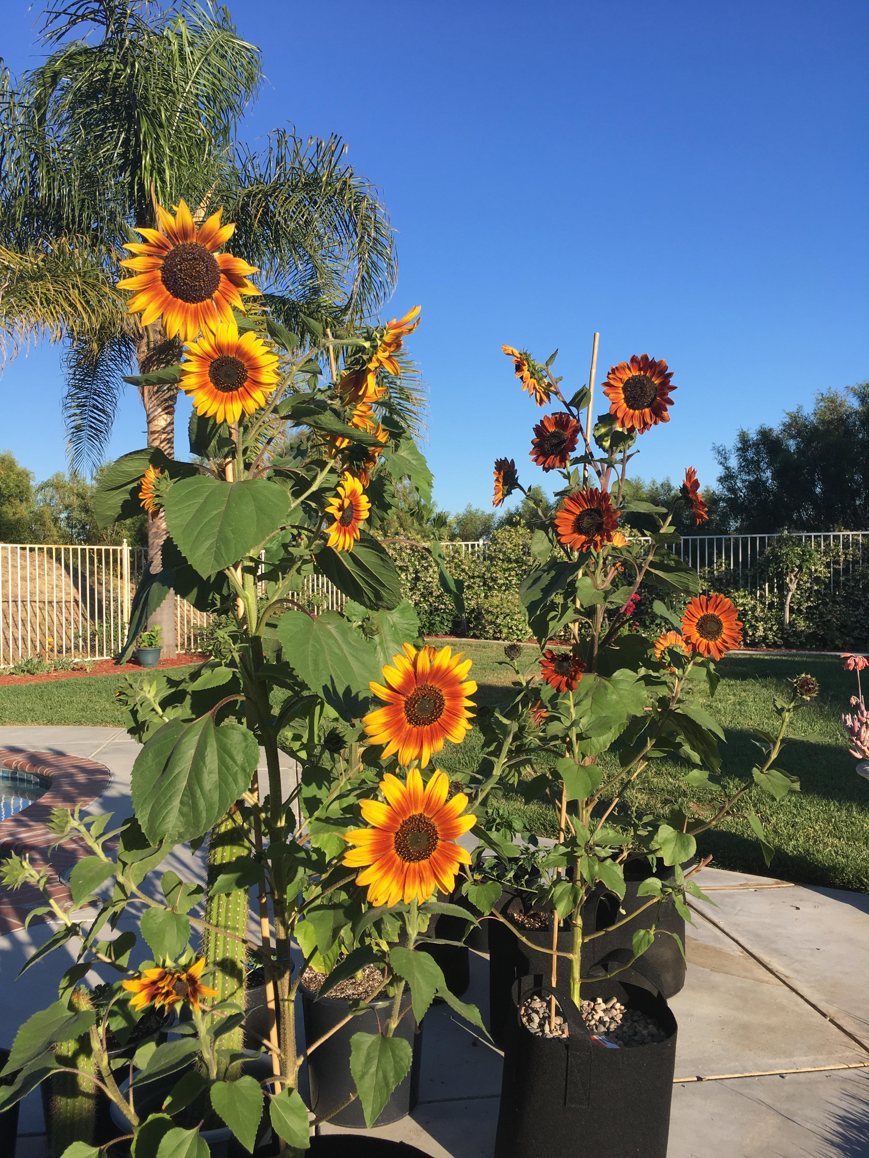 Velvet Queen Sunflower