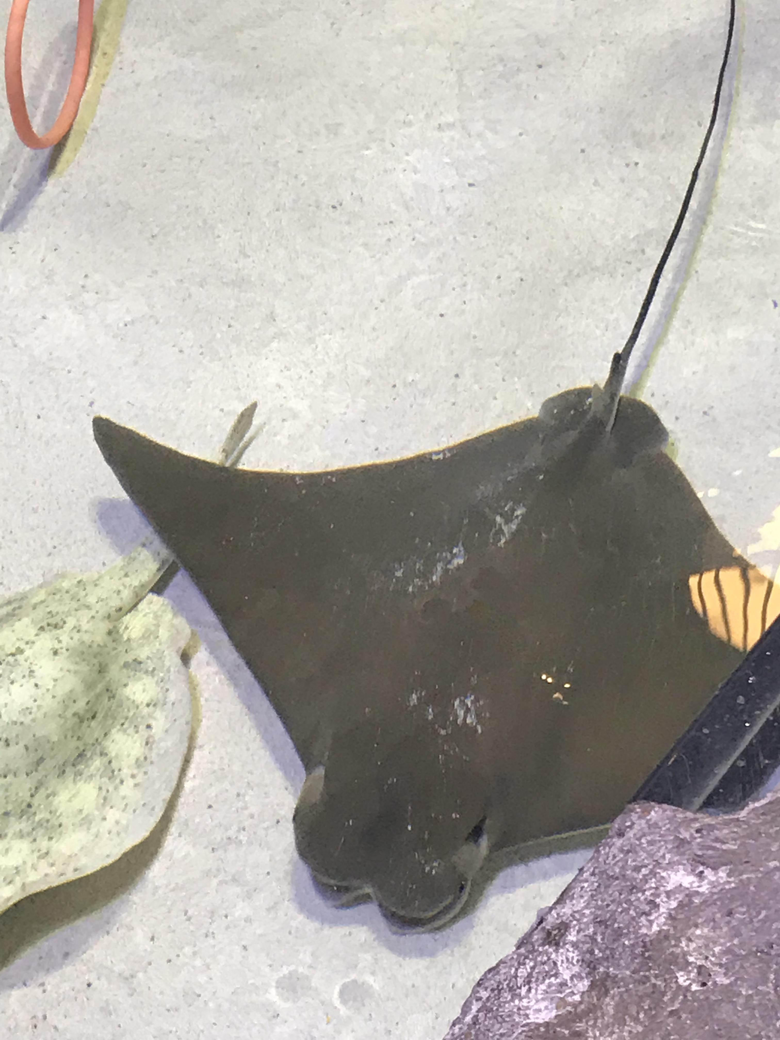 I got to pet stingrays today! r/Aquariums