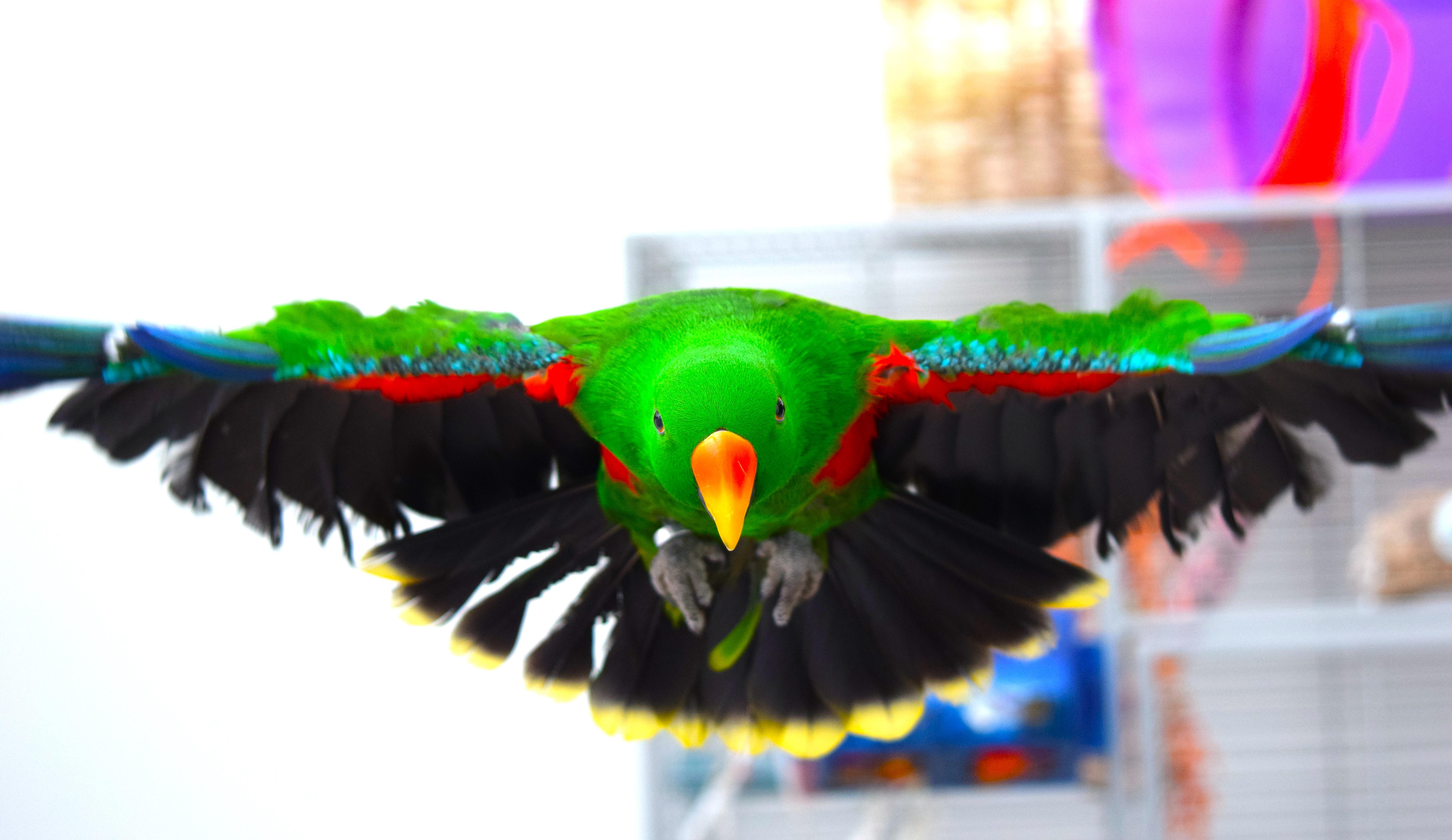 Green airplane ready for landing! r/parrots