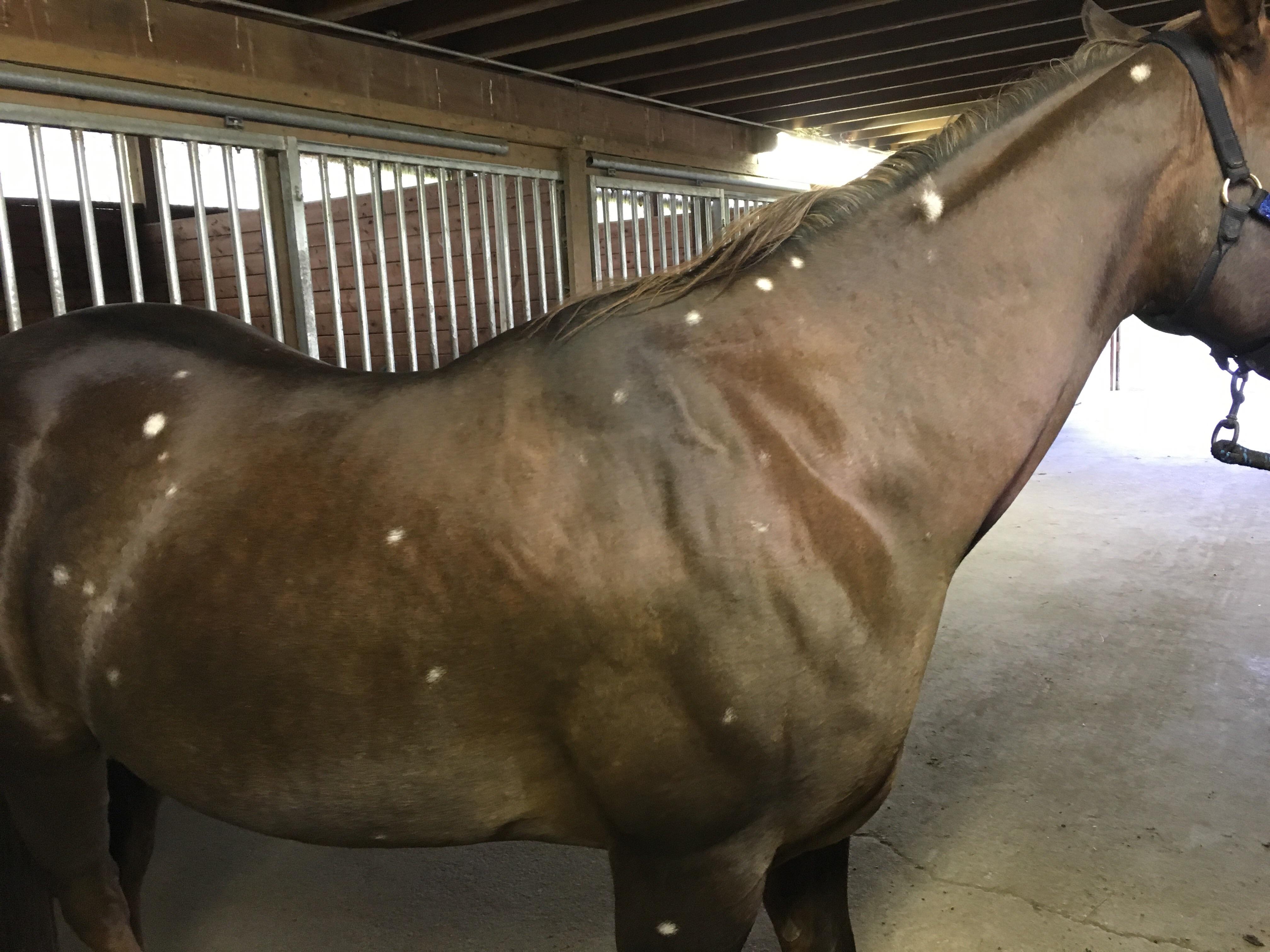 Just out of curiosity, does anyone else have a Quarter Horse that turns