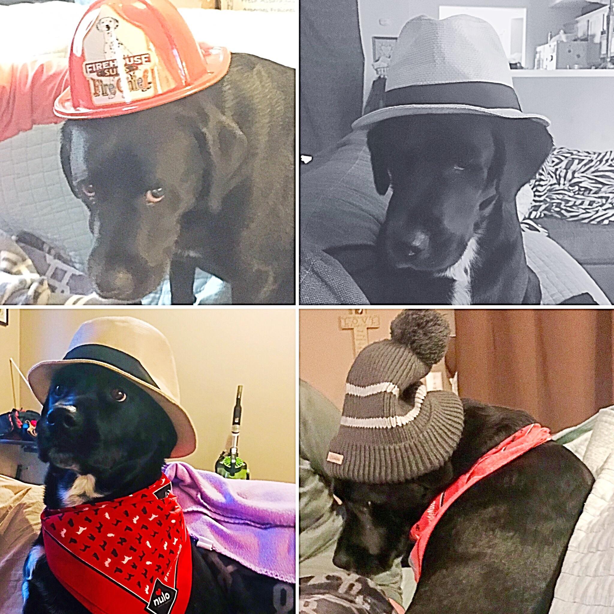 I just discovered there’s a ‘dog wearing hats’ group...This is amazing