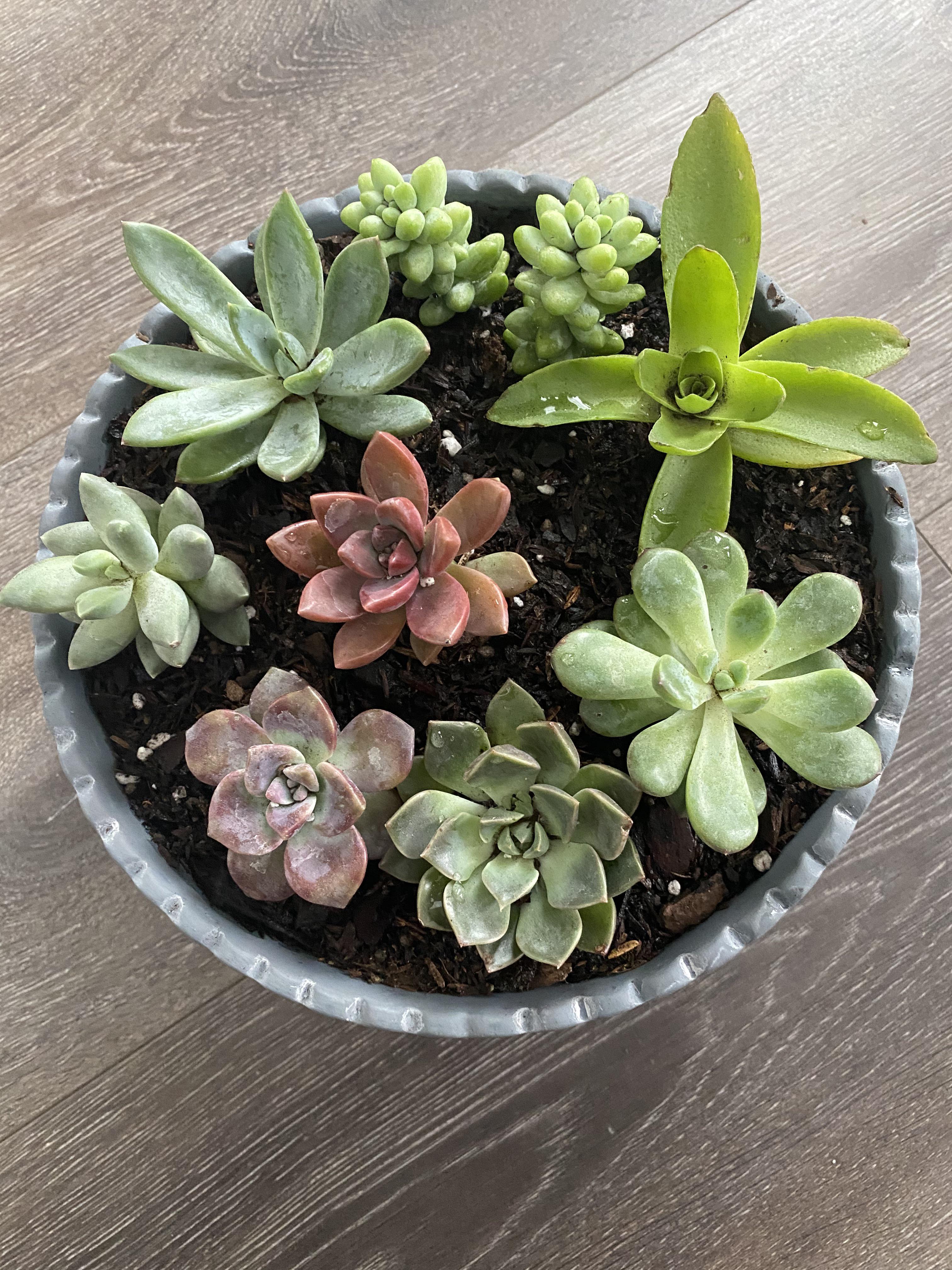 First Succulent Arrangement! Are they supposed to be closer together