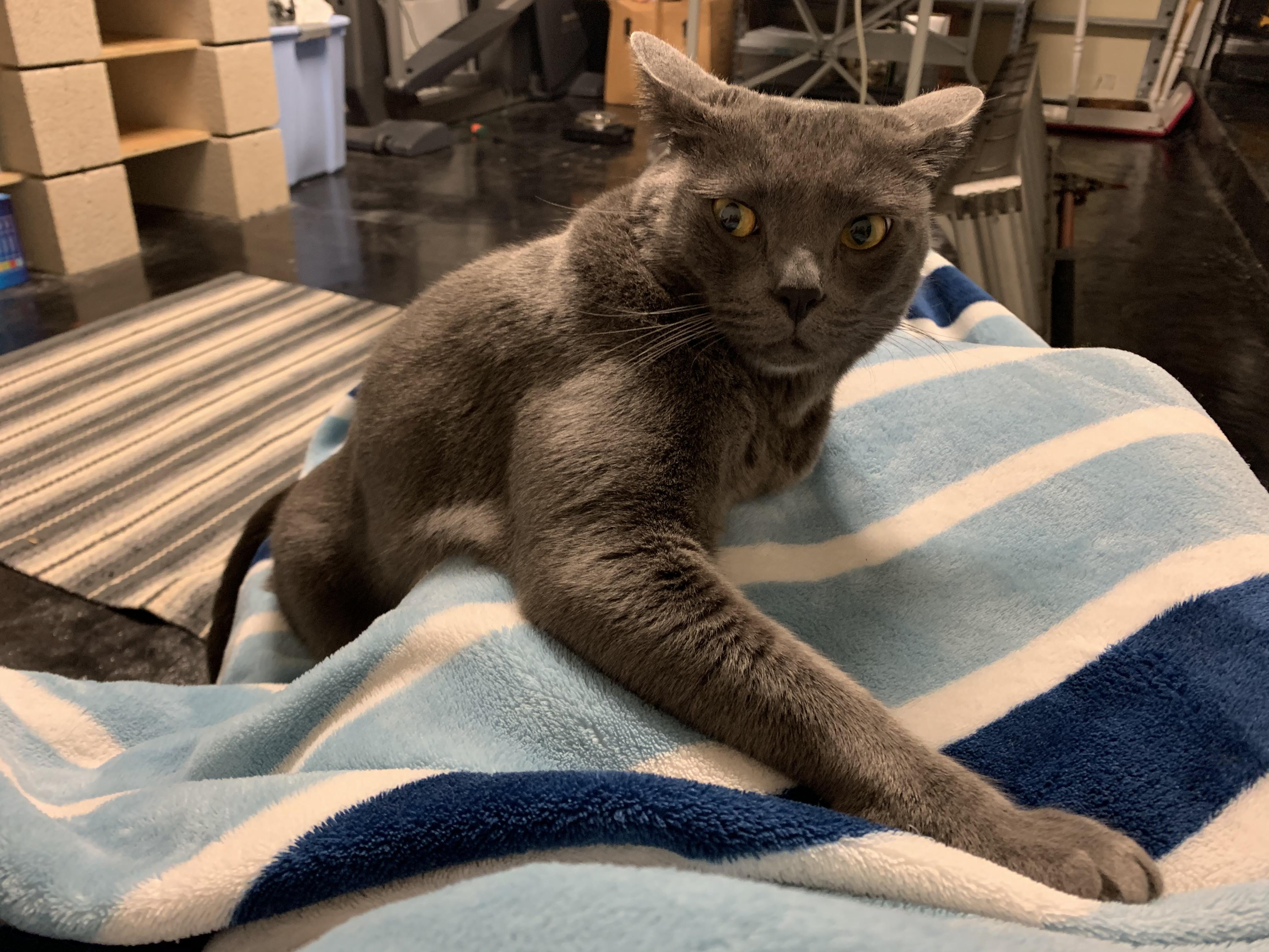 Airplane ears ft my tripod cat June r/airplaneears