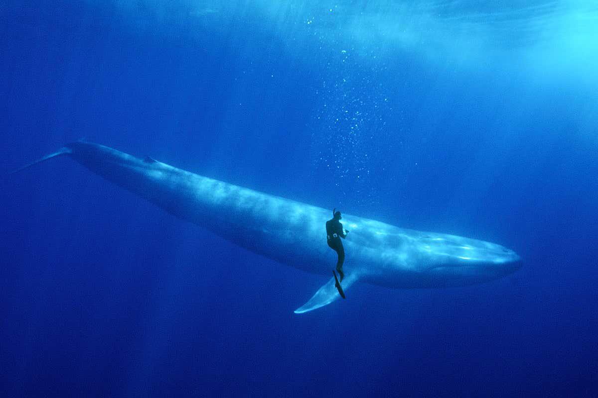 A diver encountering a blue whale, one of the largest animals to ever exist. r/TheDepthsBelow