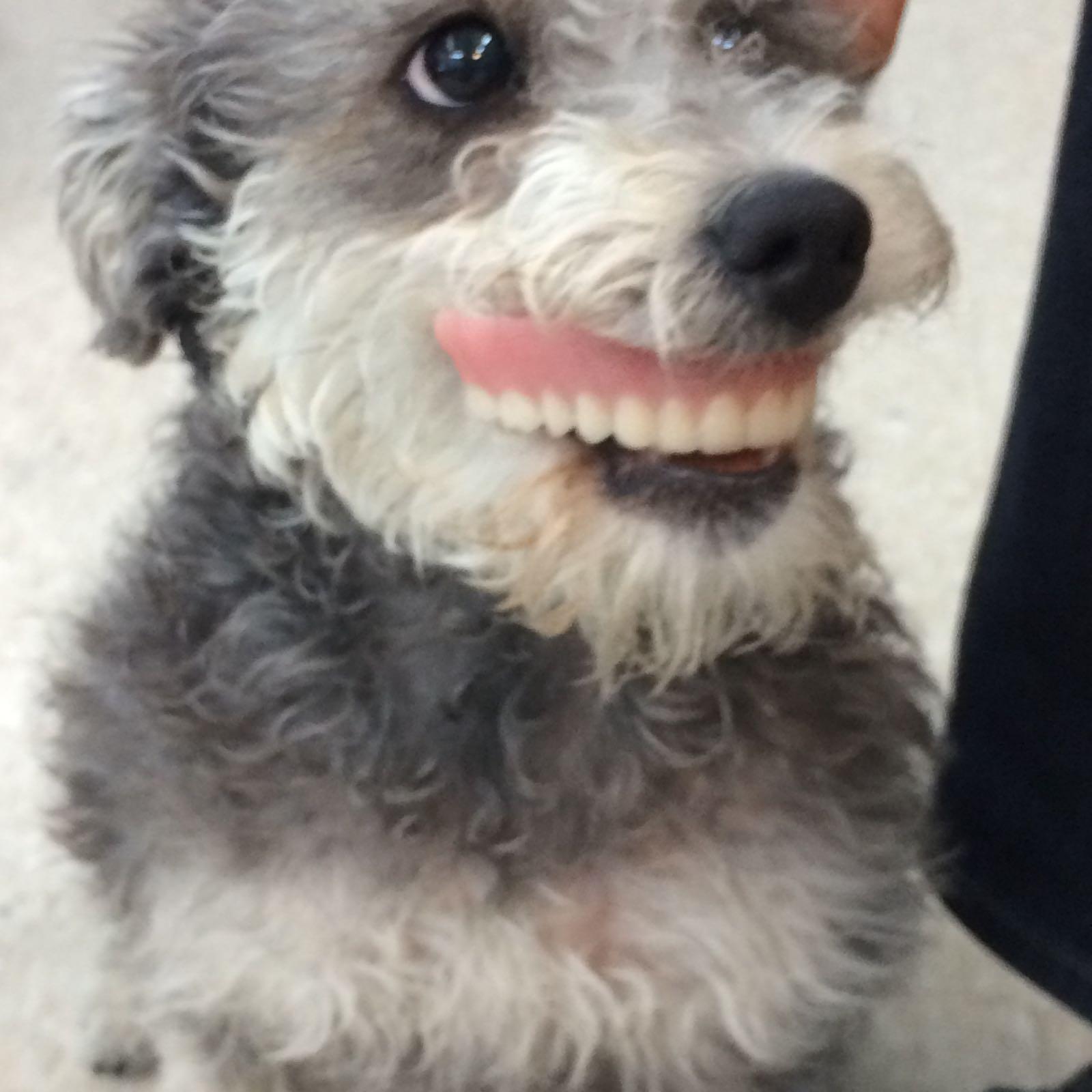 My dog found my grampa's dentures r/aww
