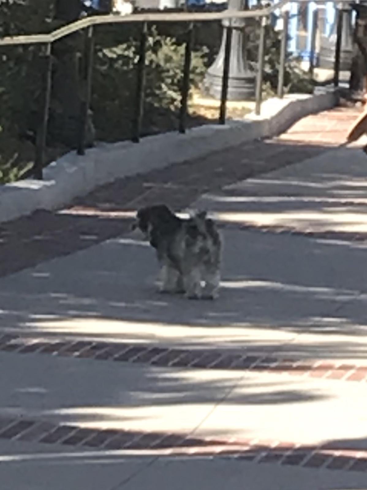 Scruffy lost(?) dog near Gayley and Strathmore r/ucla