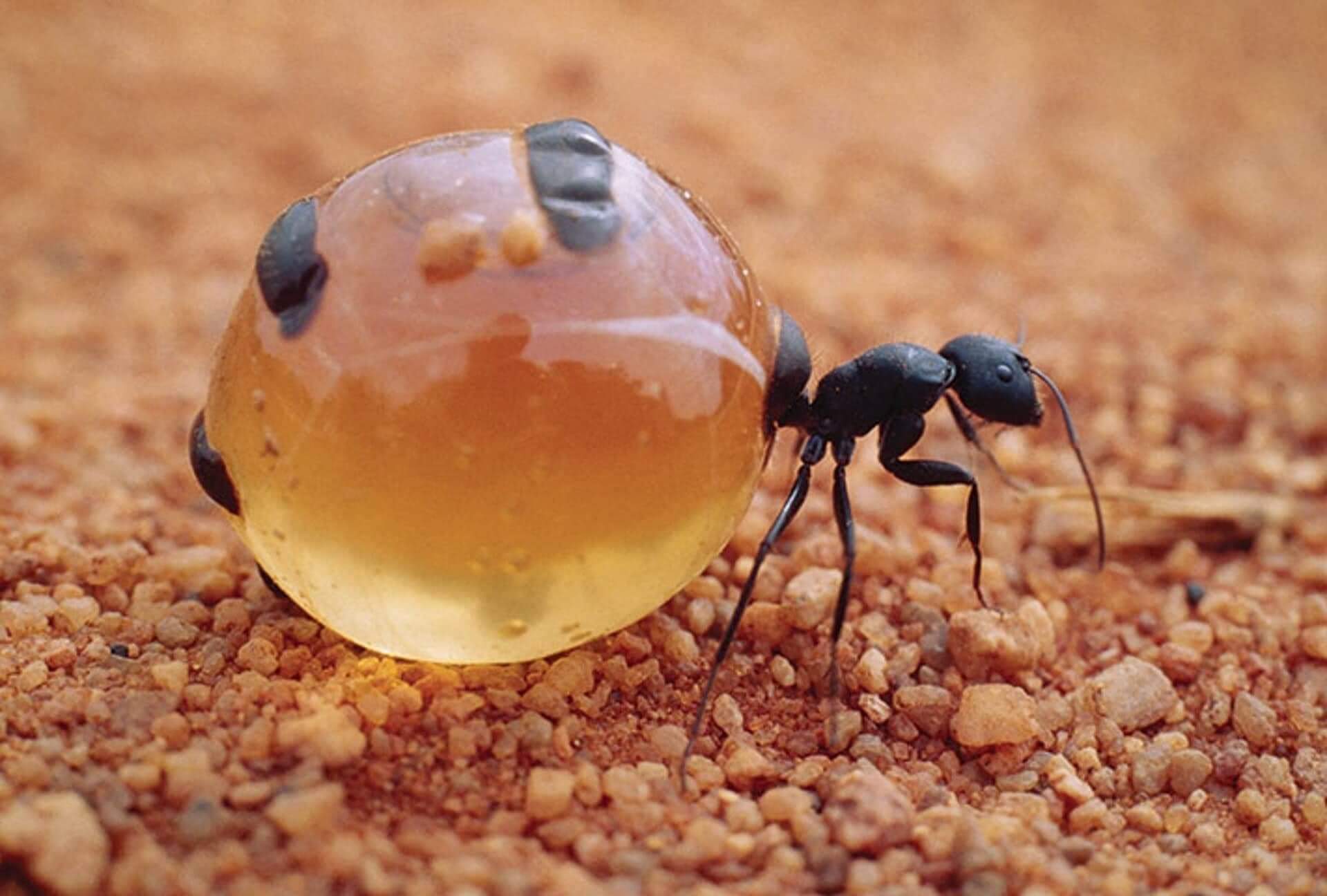 🔥 Honey pot ant. r/NatureIsFuckingLit