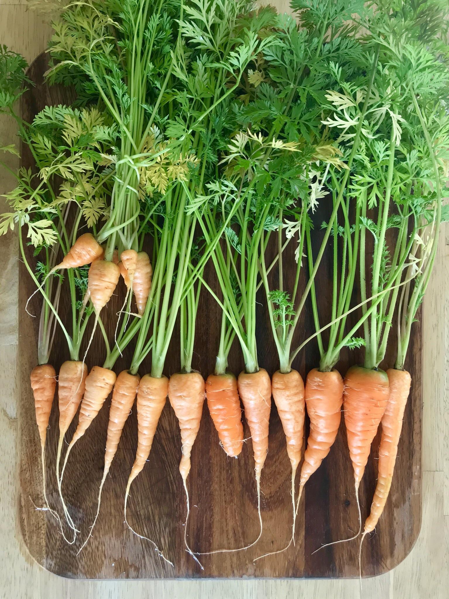 My first time growing French Carrots. r/gardening