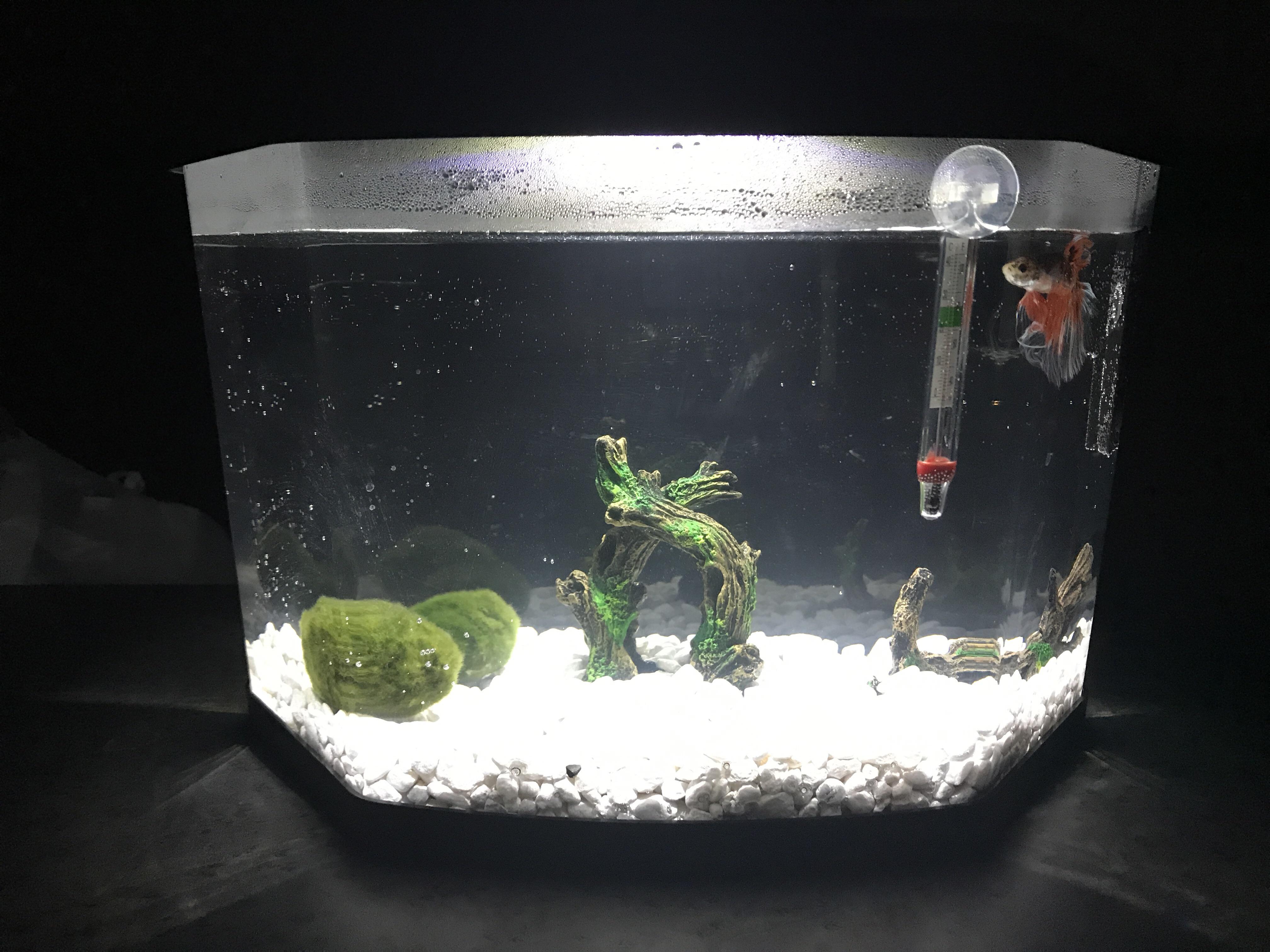 Worried the bettaflo filter is too strong for my new Koi. He can swim