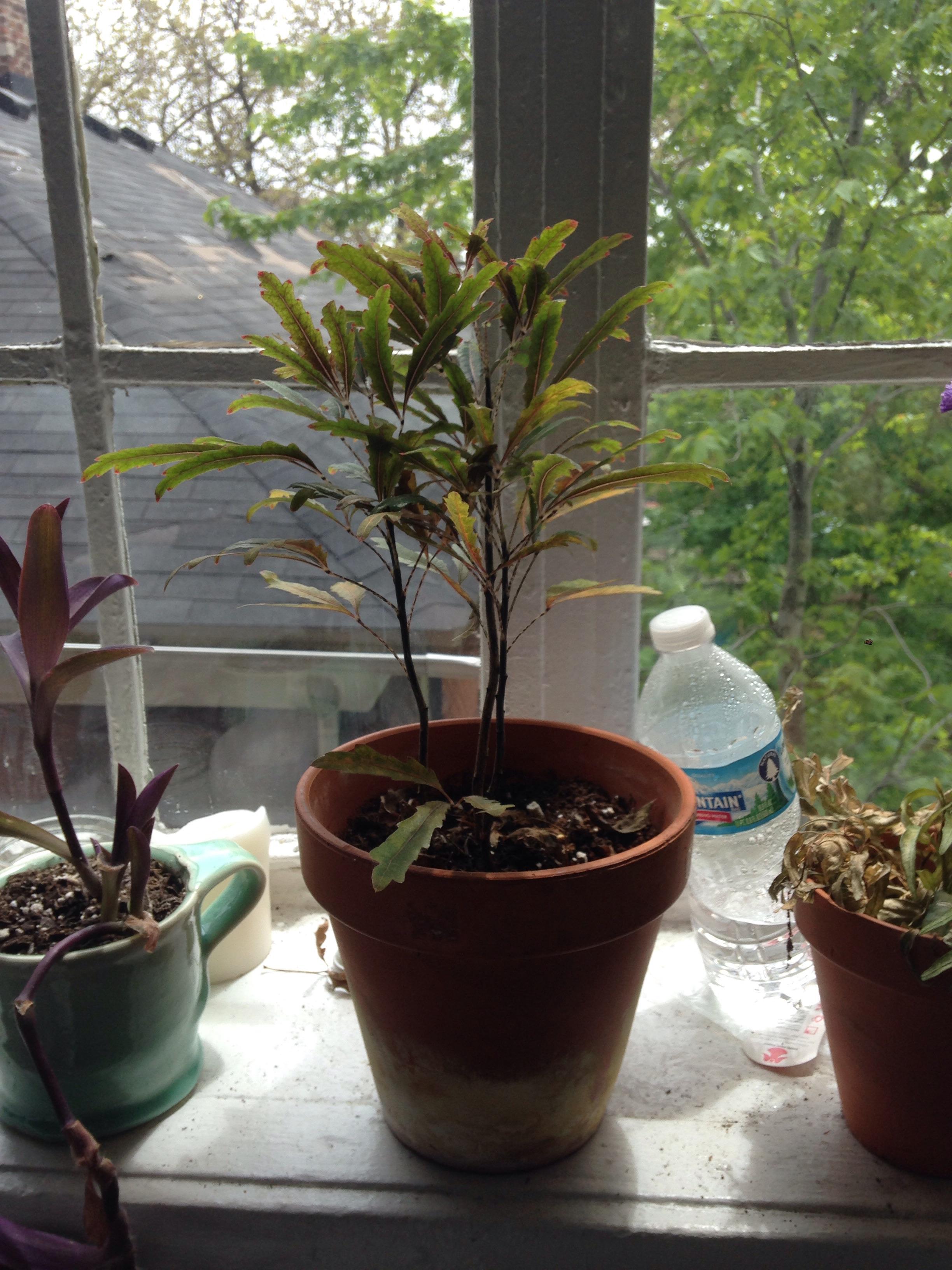 Gold Crest False Aralia Poisonous To Cats Kopi Mambudem