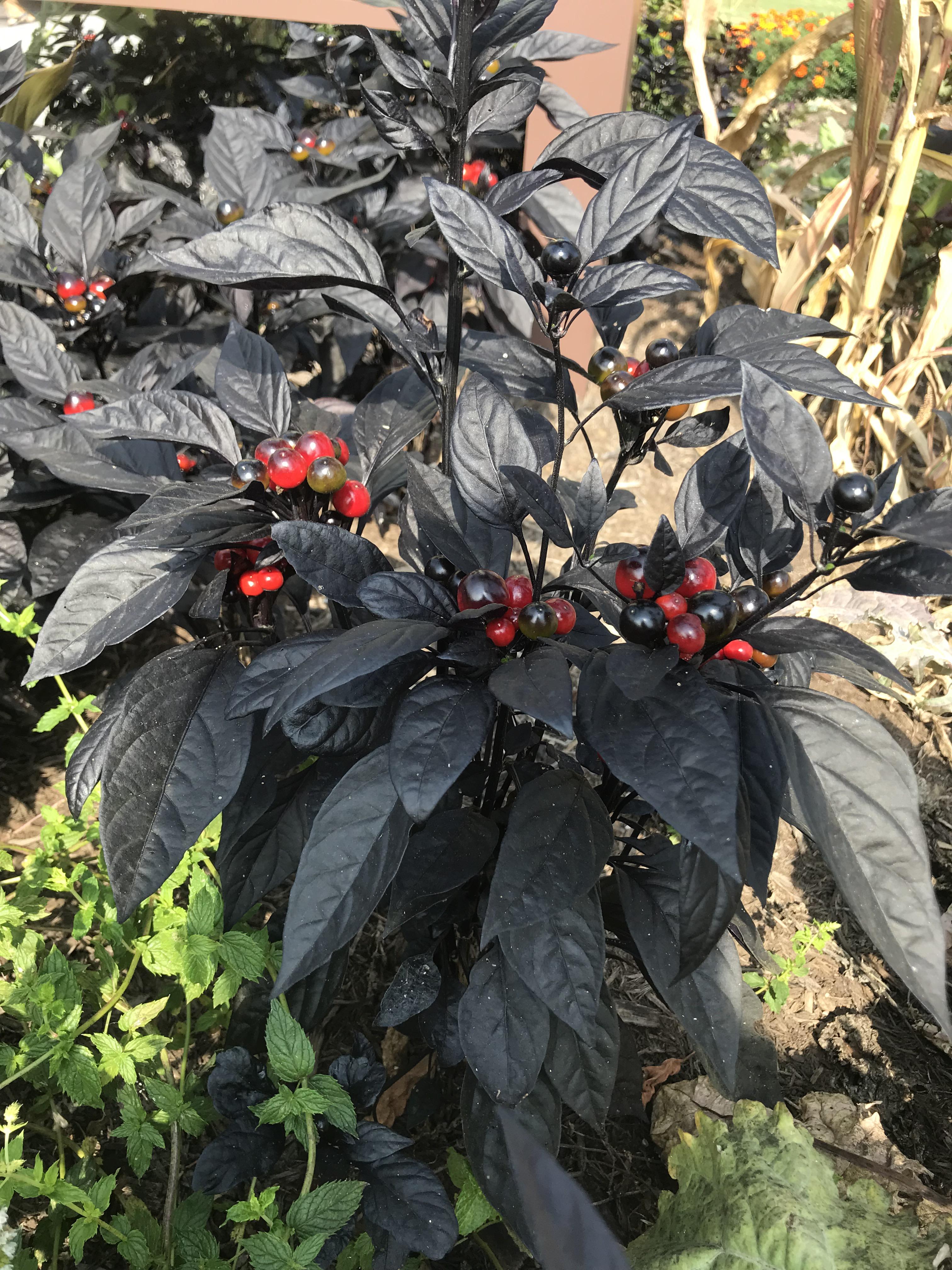 Saw this very interesting plant in TN and would love to know what it is! Black leaves, red and