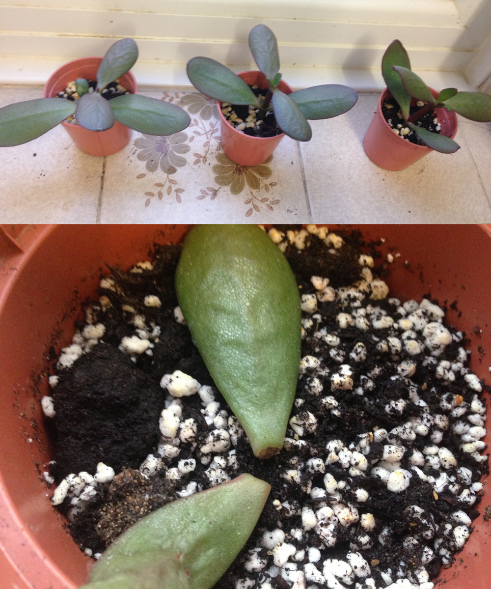 Need help with Jade plant propagation. It's been 3 weeks