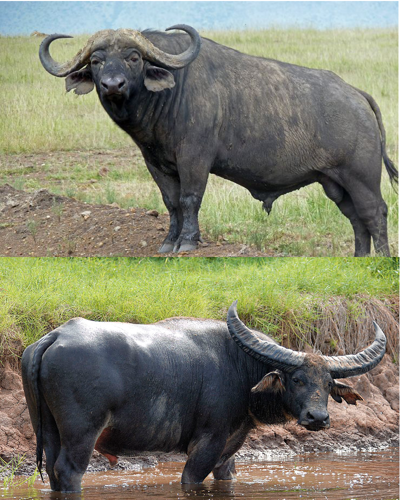 Buffalo Differences Cape Buffalo from Africa on top, Water Buffalo