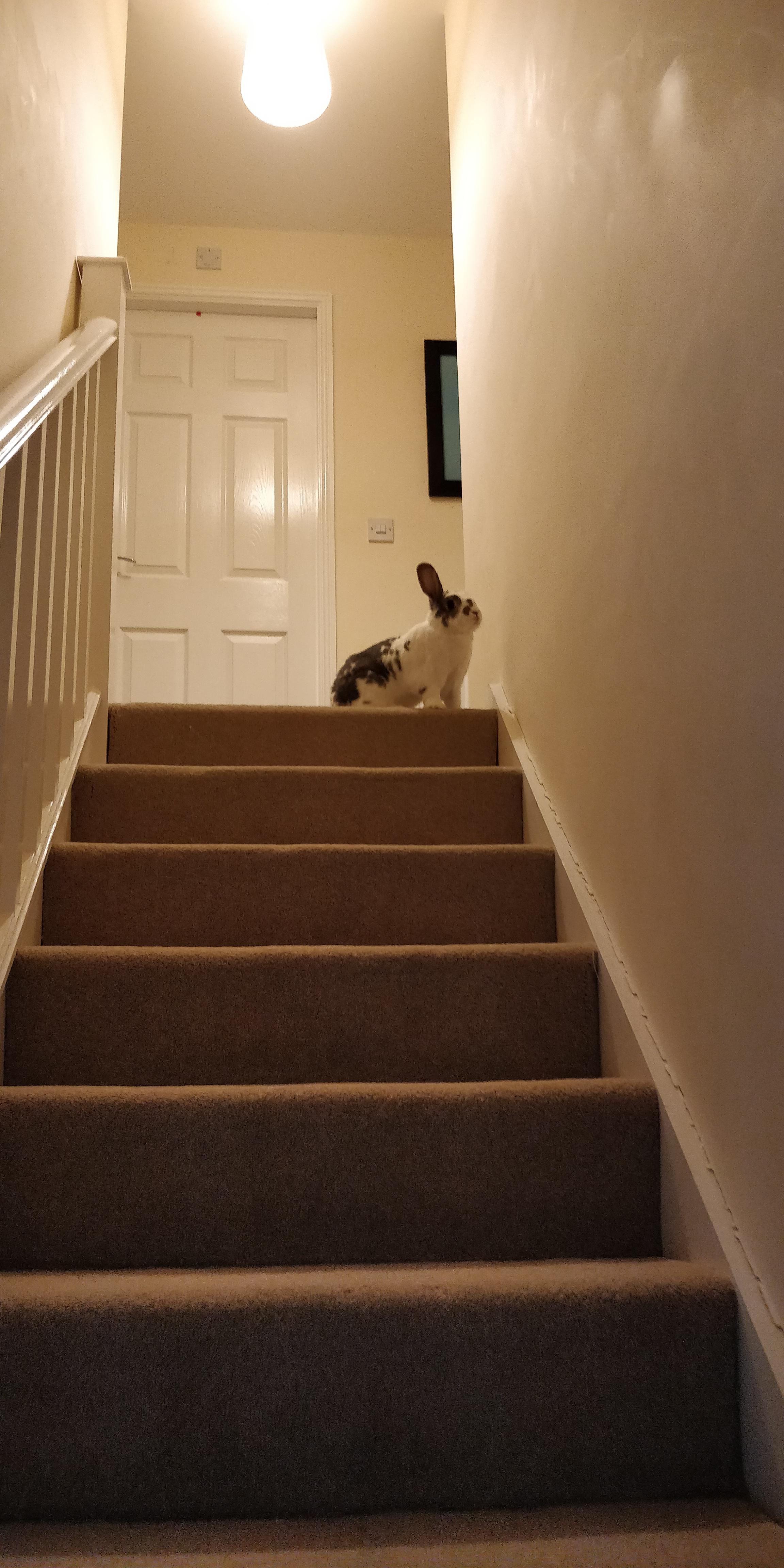 Look Mum I can climb the stairs! r/Rabbits