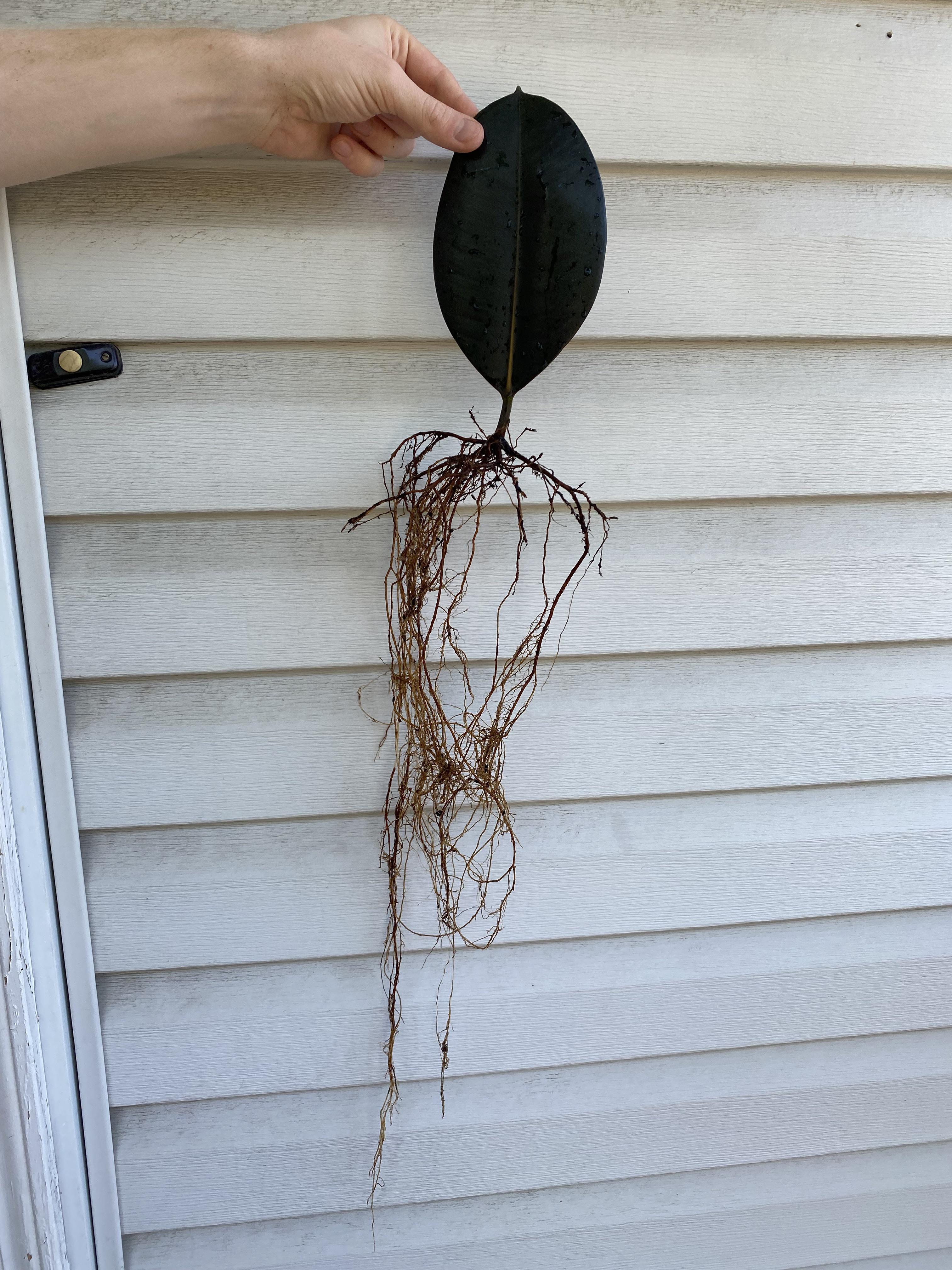 After a year we found out that a single rubber plant leaf will root but