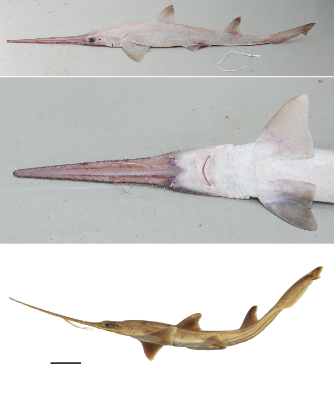 In 2020 scientists discover two new sixgill sawshark species, named