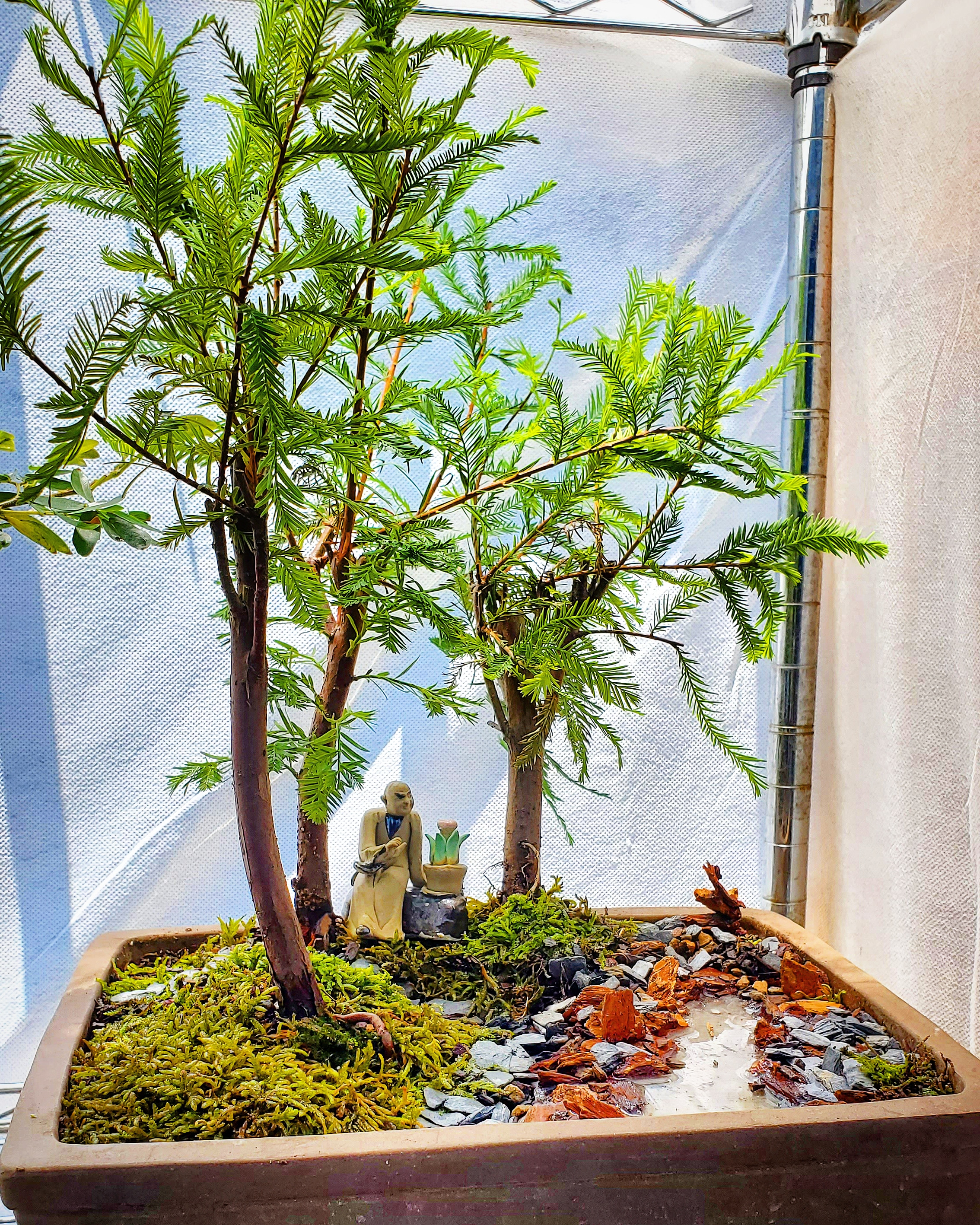Bald Cypress Forest r/Bonsai