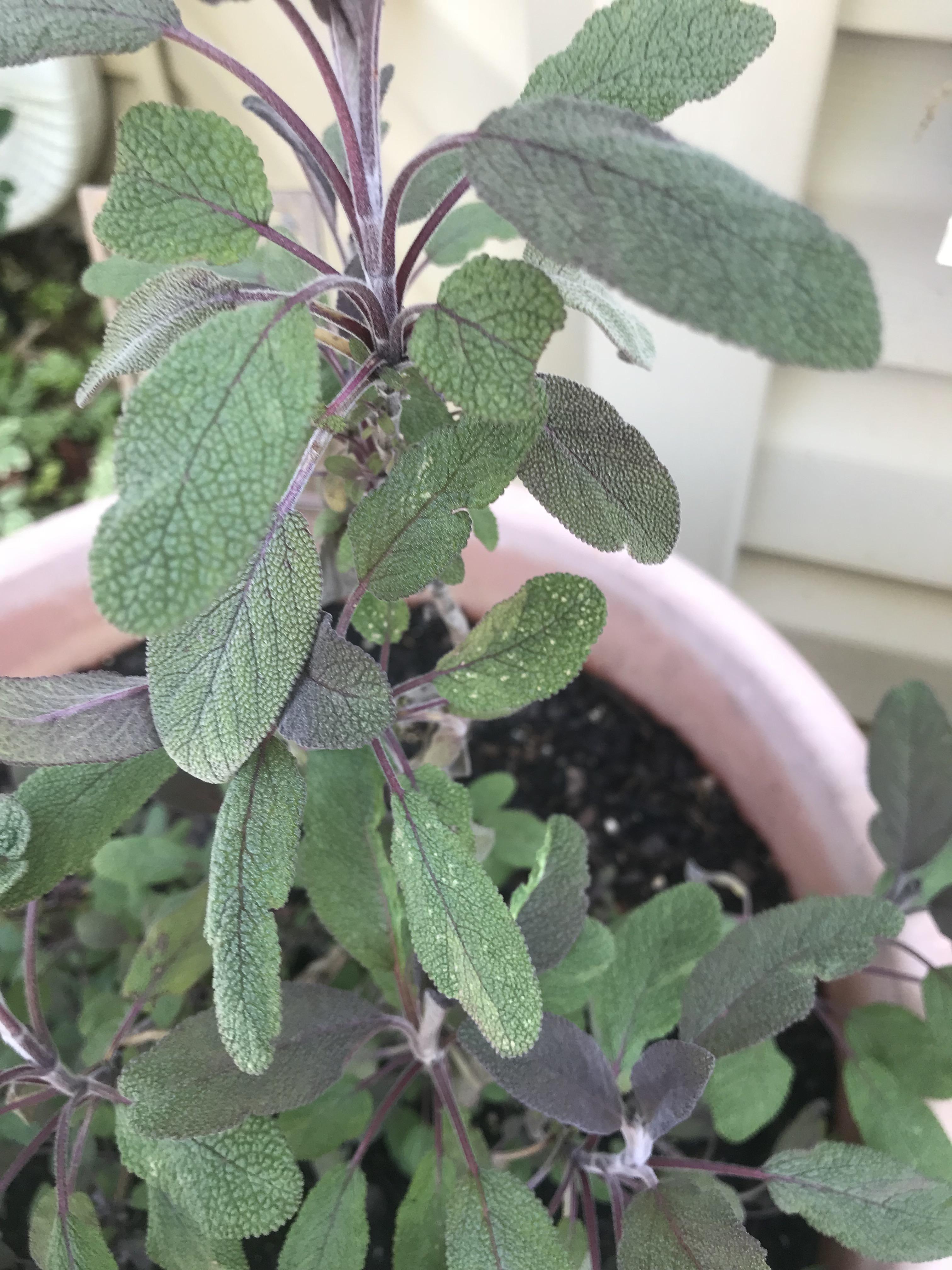These small white spots on my sage plant. Idk what they are and am