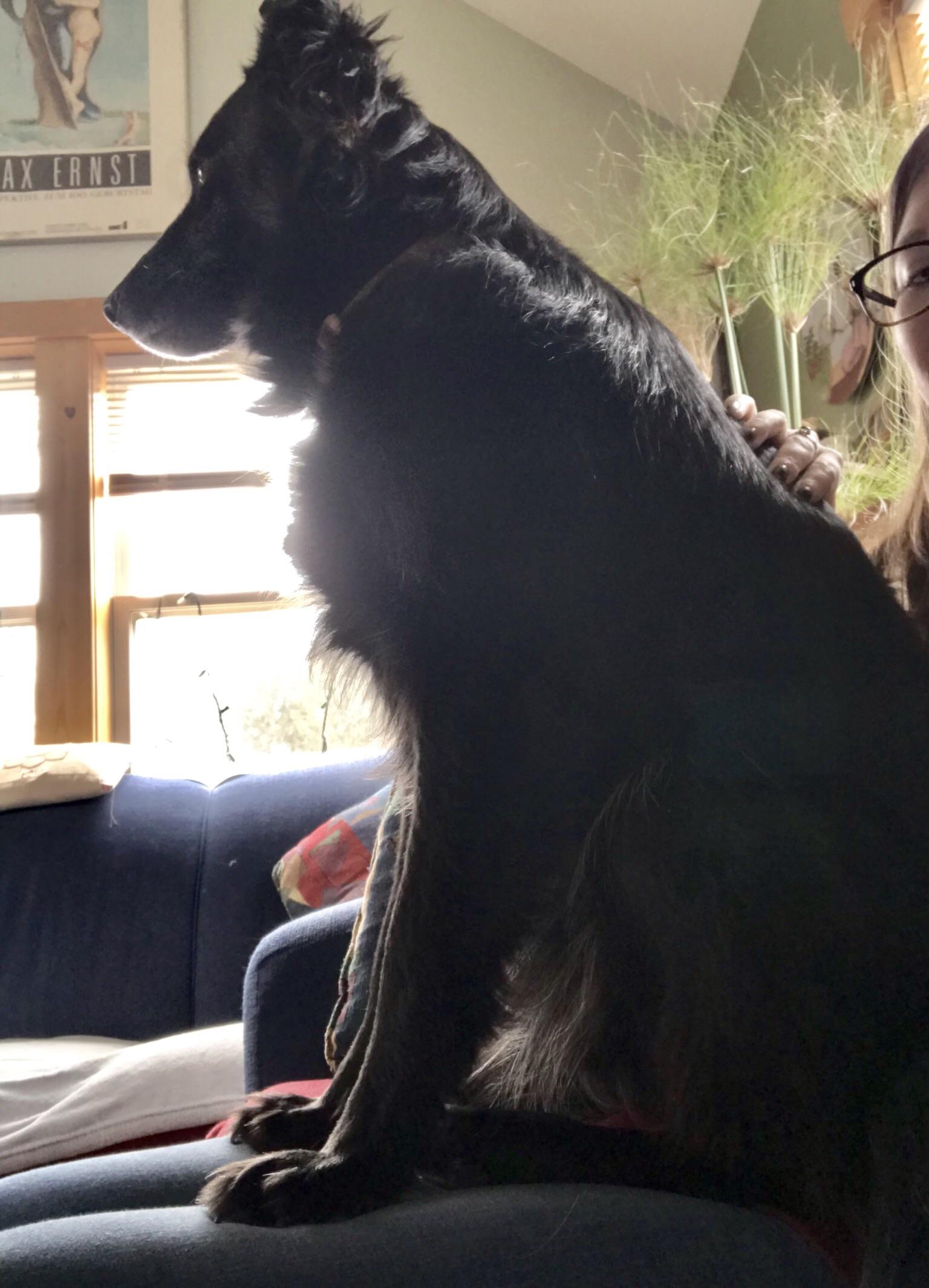 My dog always sits on me as if I’m her personal chair. When she does this I obviously cant move