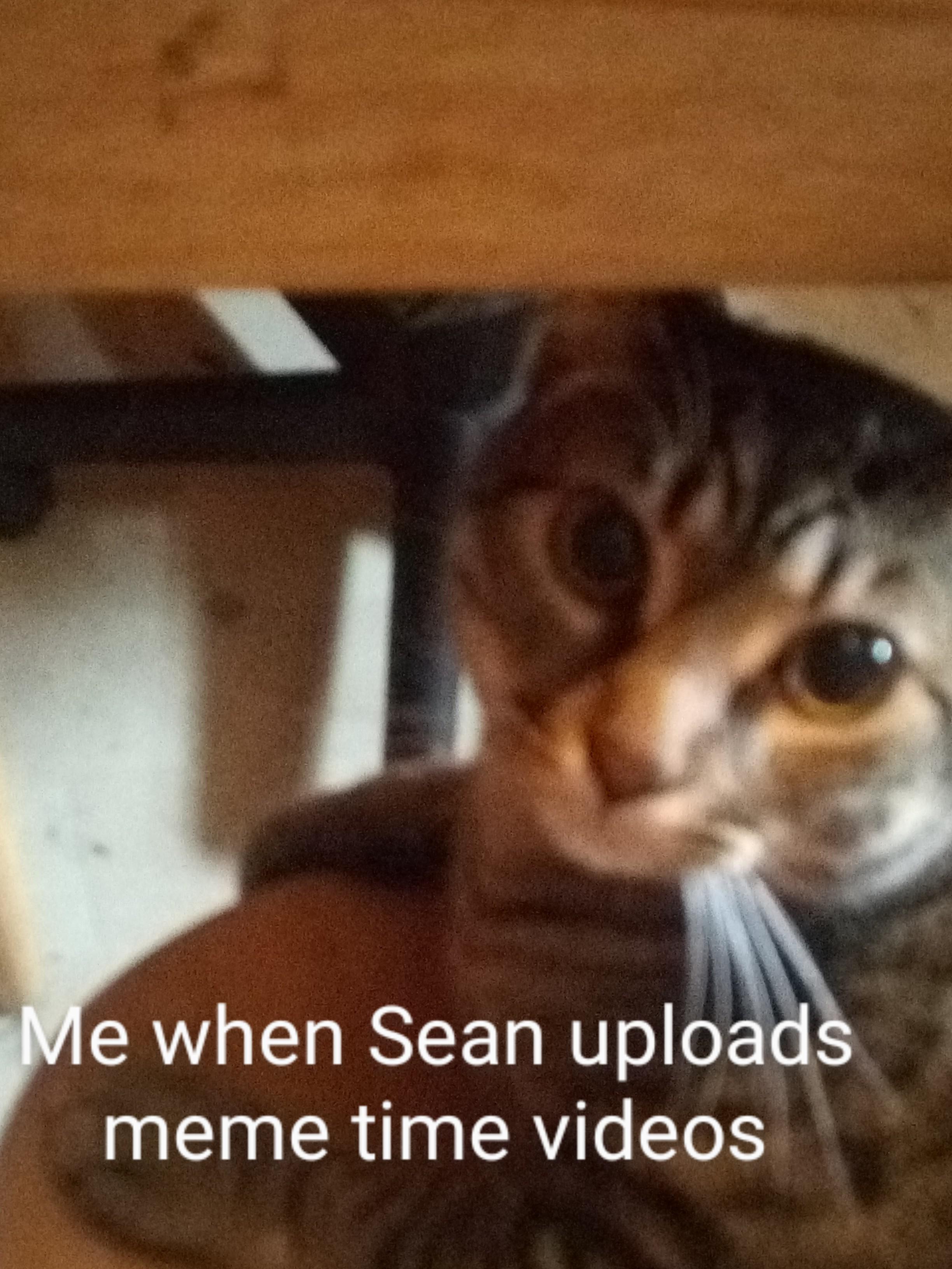 My cat watches Sean with me😆 r/jacksepticeye