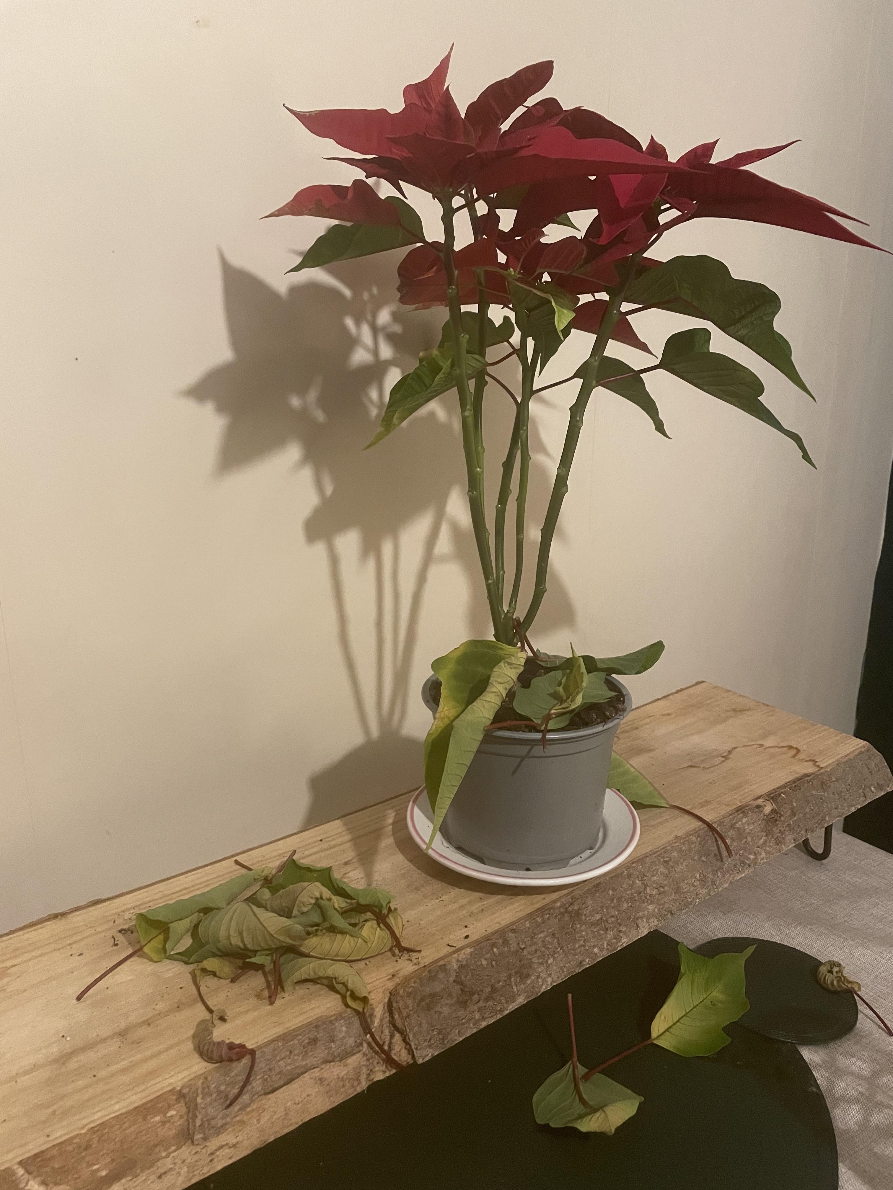 How do I stop my poinsettia dying? r/plantclinic