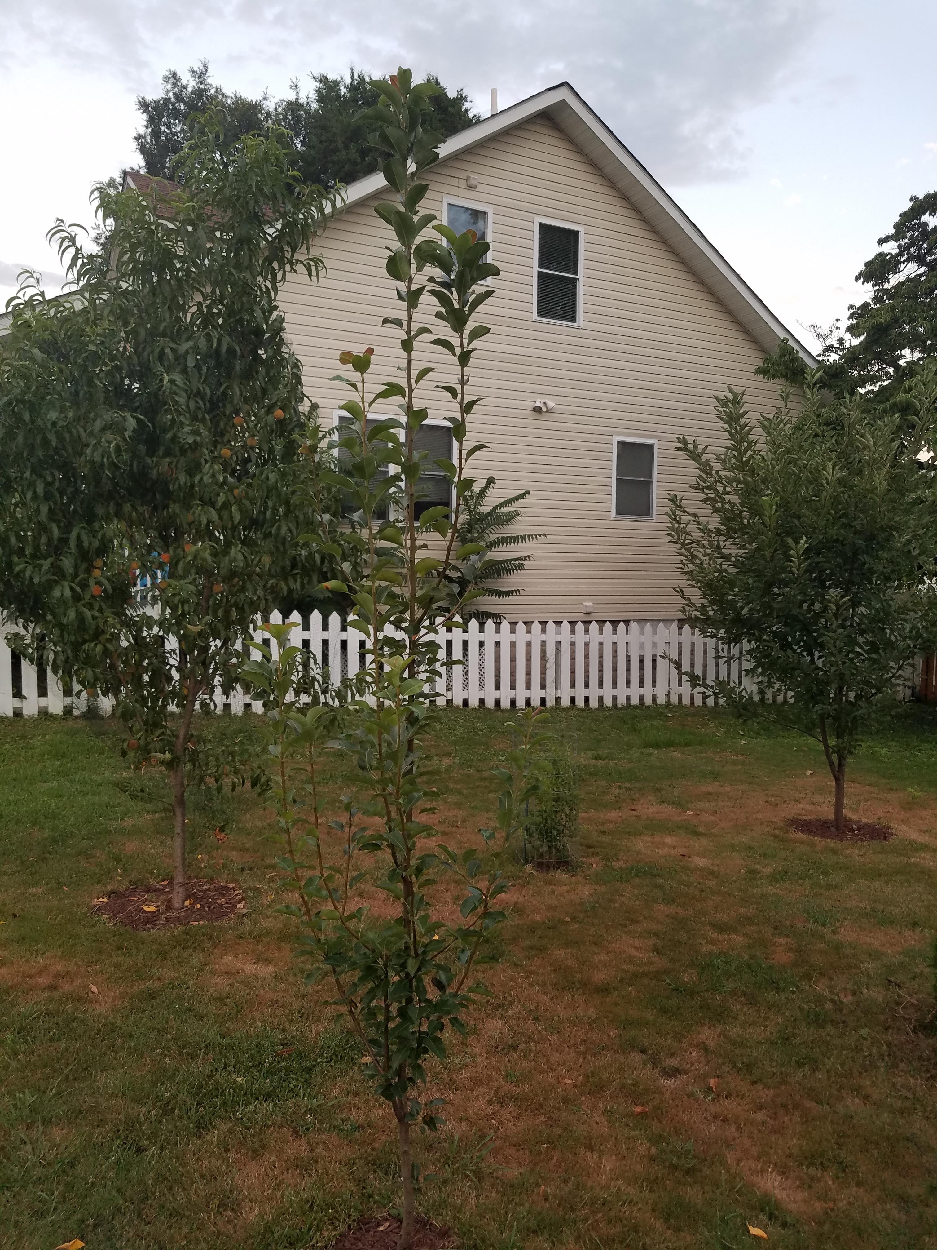 Can I prune my pear tree now? r/takecareofmyplant
