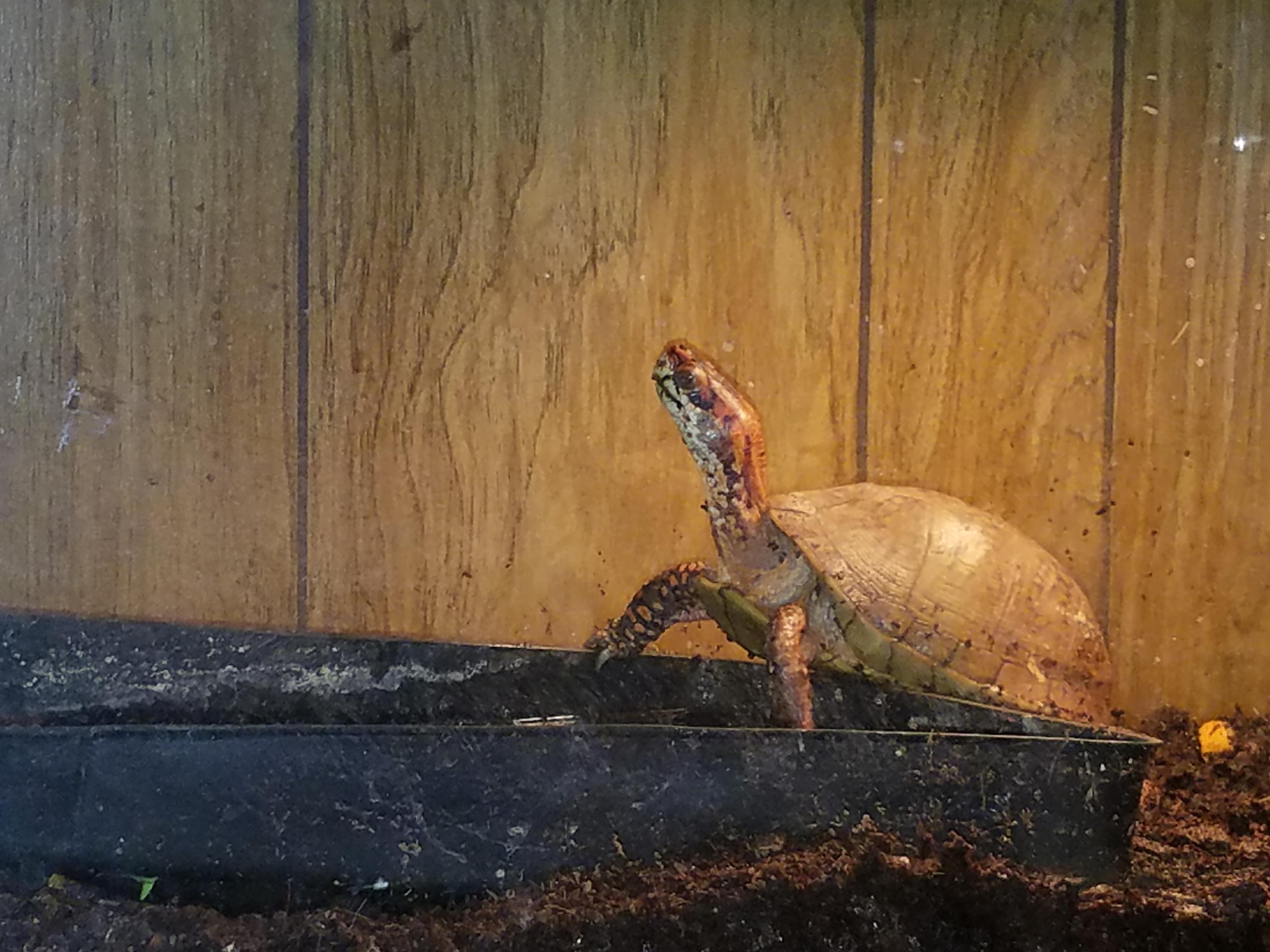 My sister purchased a Box Turtle with tank, basking light, and