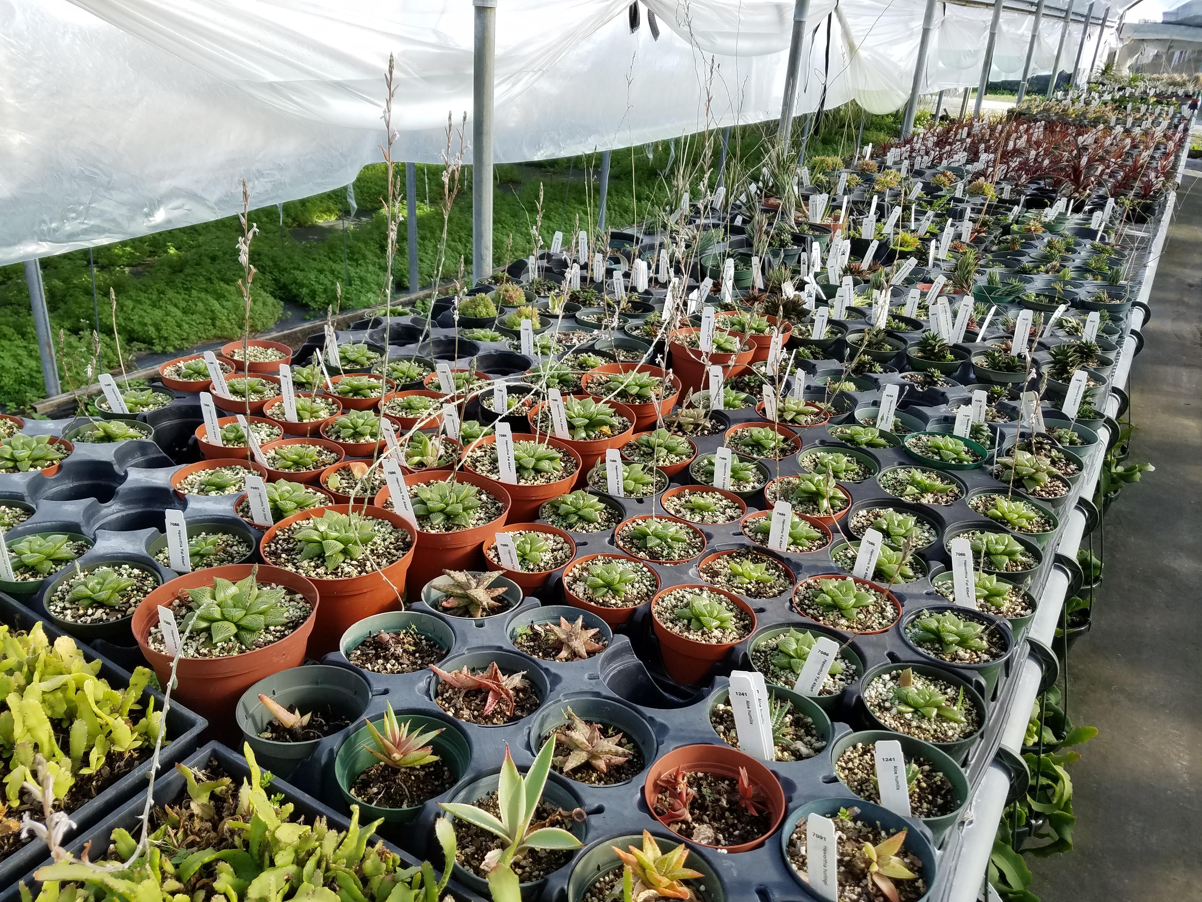 tropiflora spring festival 2023 Stopped by Tropiflora and found a whole sea of 'Fat Albert' Haworthias