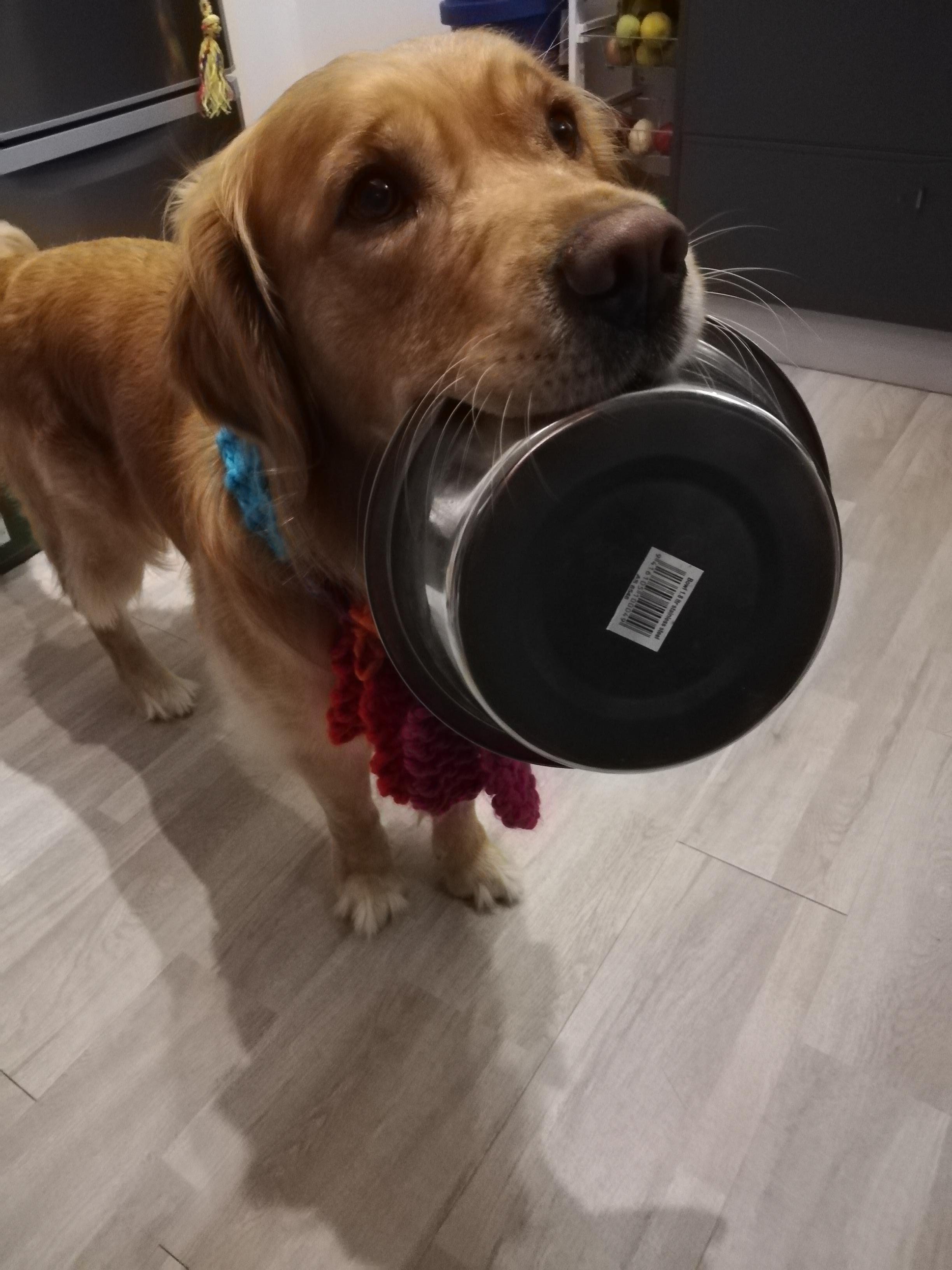 Why Does My Dog Bring Me His Bowl