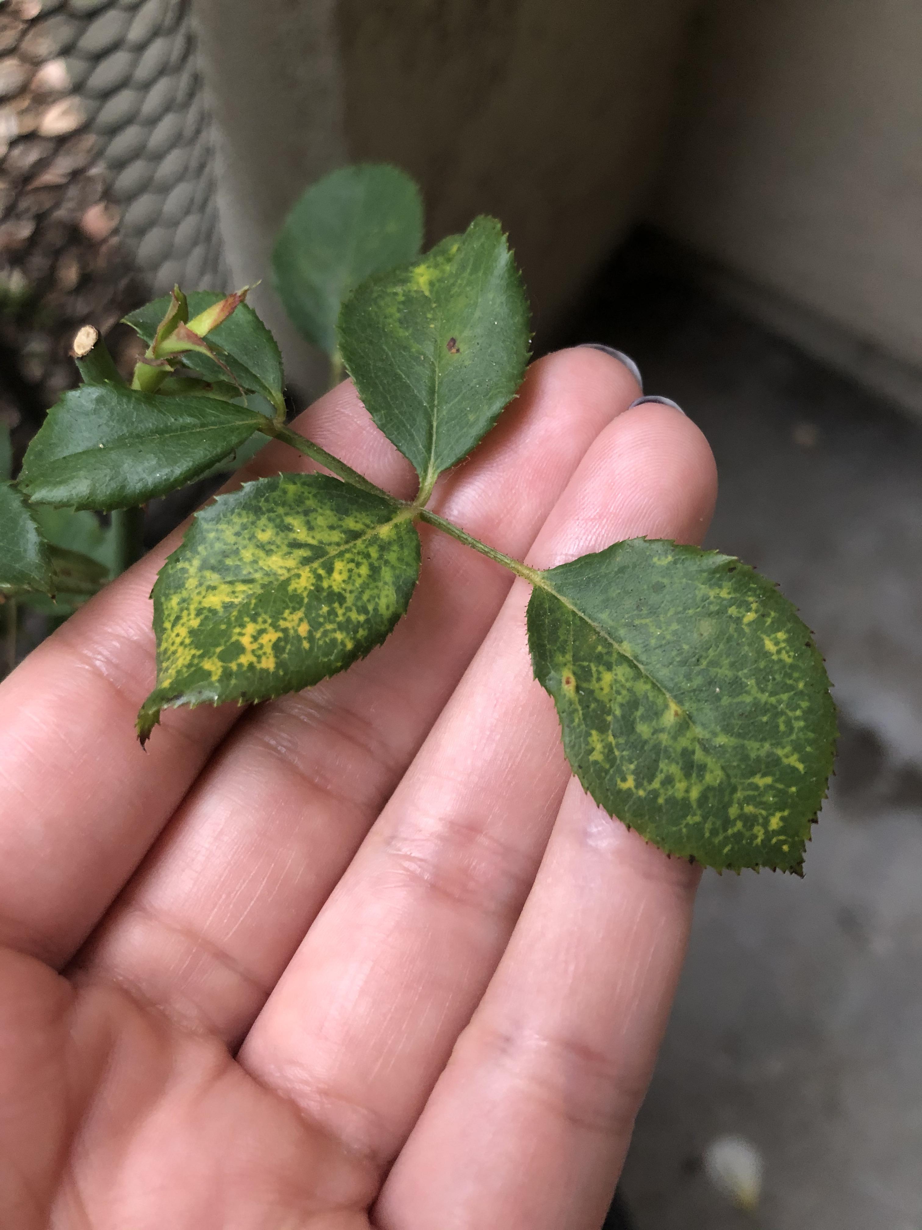 What happened to my rose bush? r/gardening