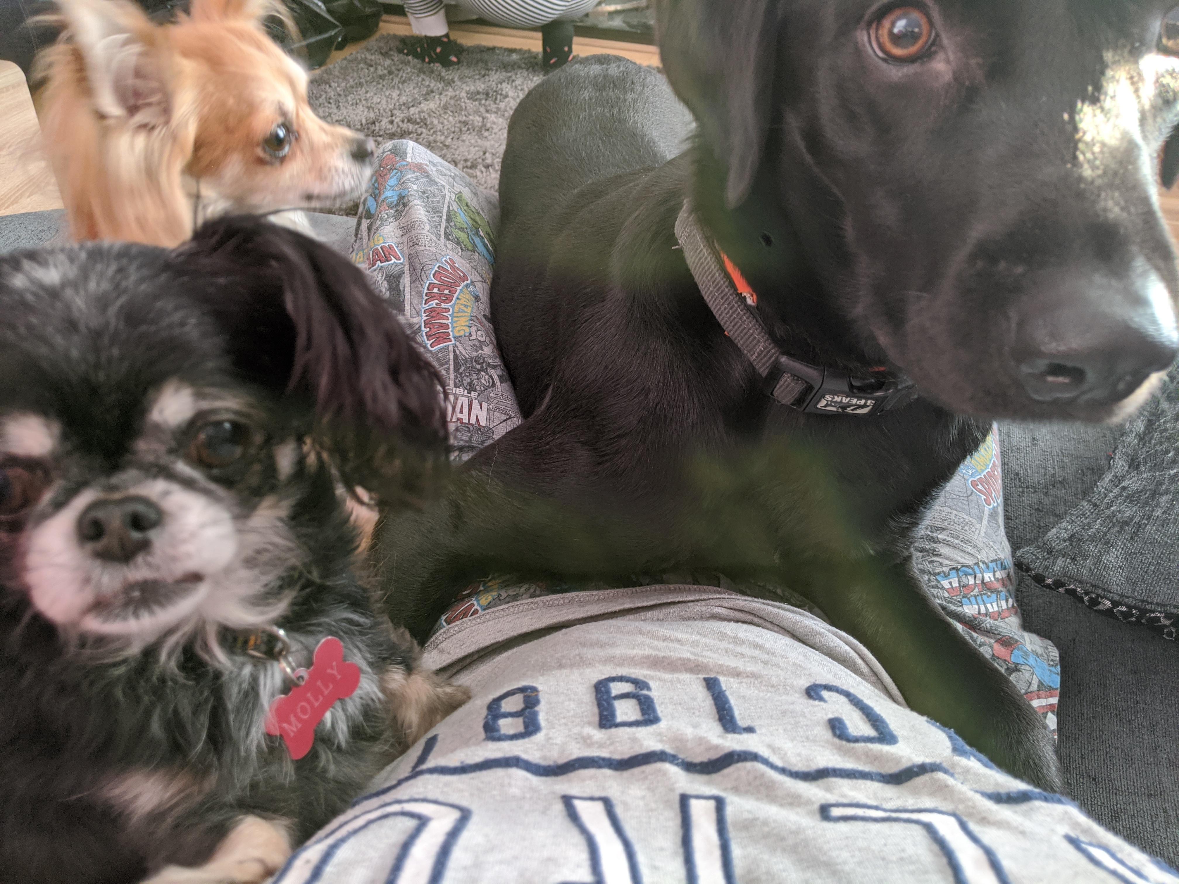 Can never have too many dogs r/lookatmydog