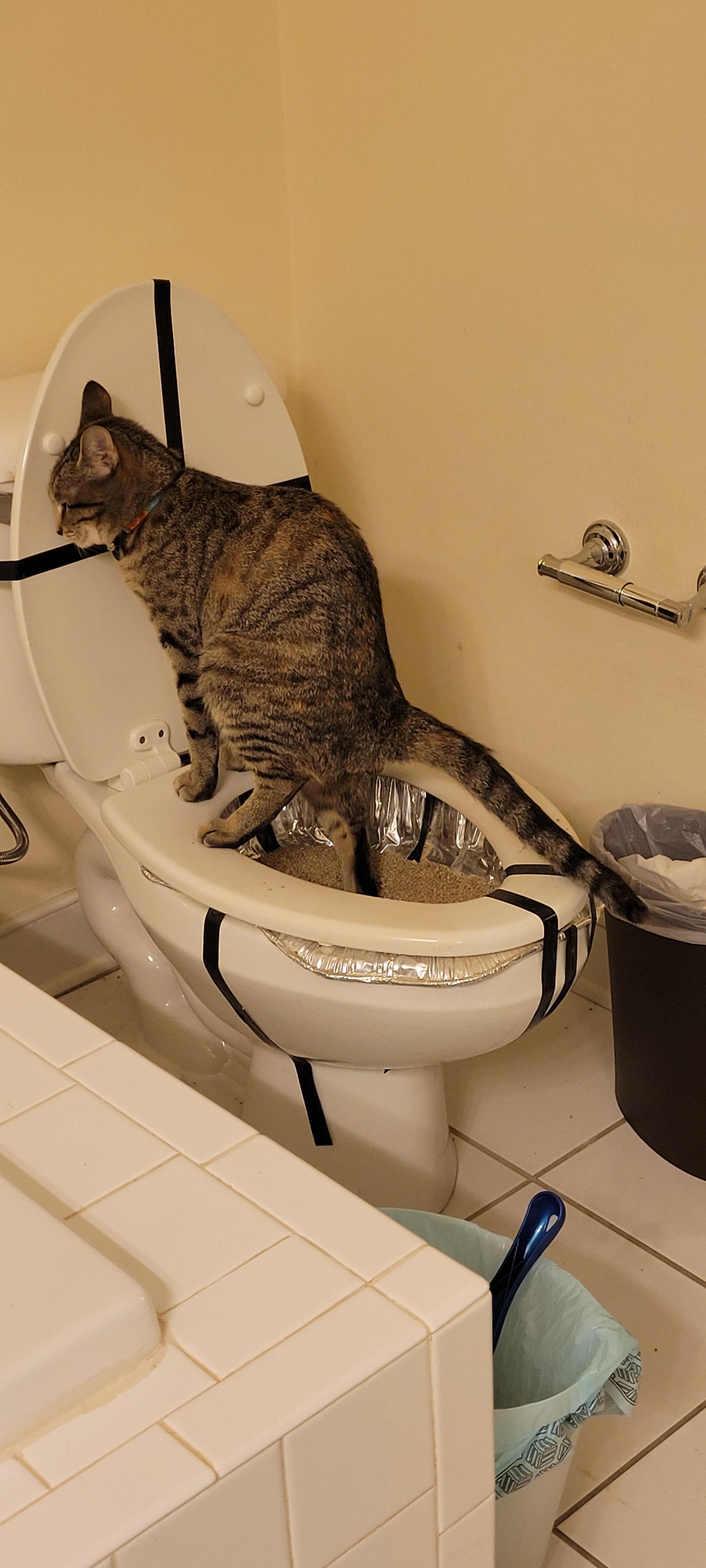 Anybody ever toilet train your cat? Any suggestions for success? I'm