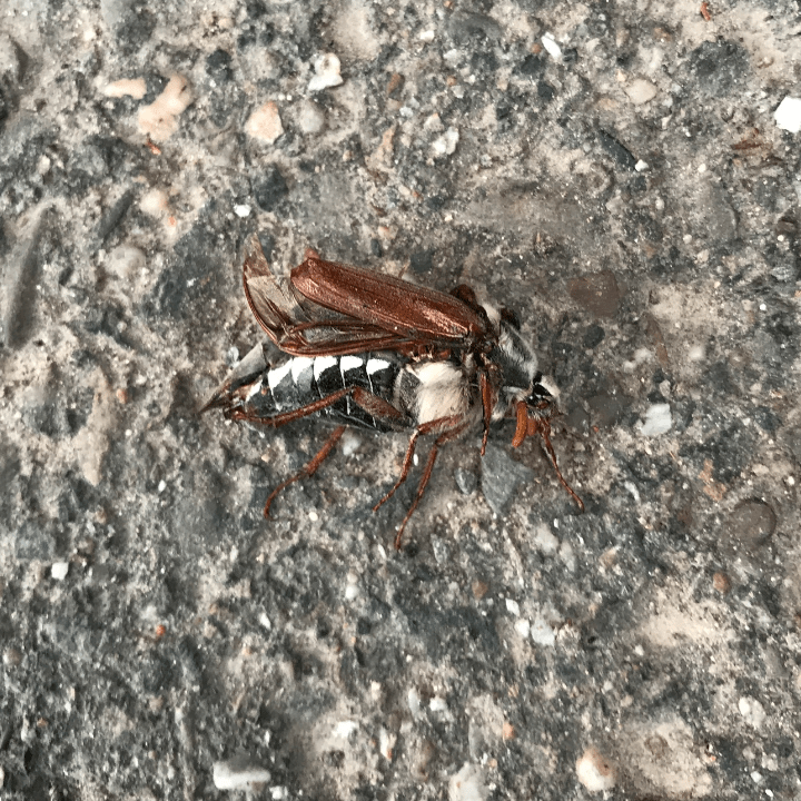 what bug is this? Cologne, Germany r/whatsthisbug