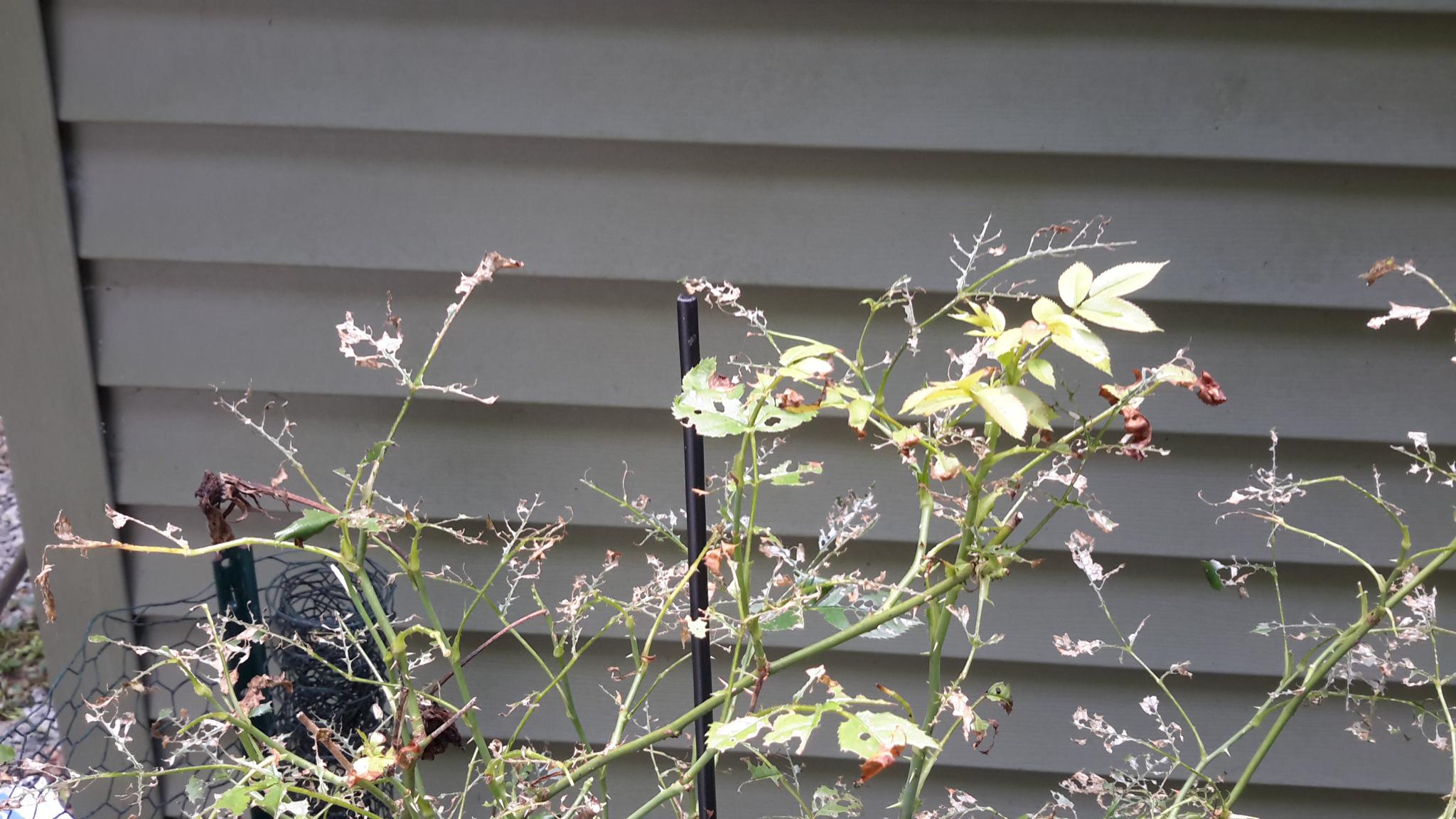 Help! Something is eating my Rose's leaves. At first it was a few bites