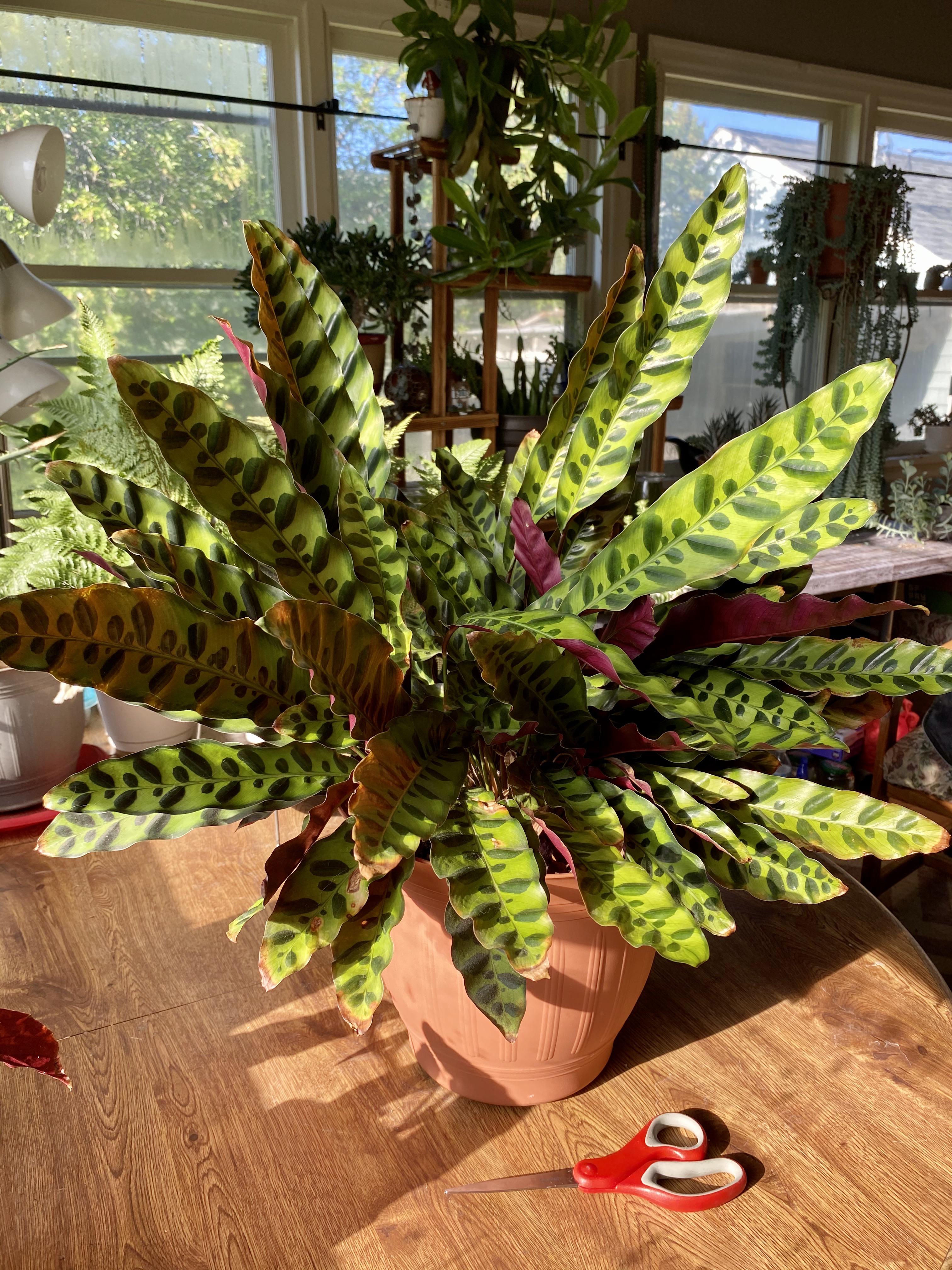 My Rattlesnake Plant is going on two years old! My pride and joy! r