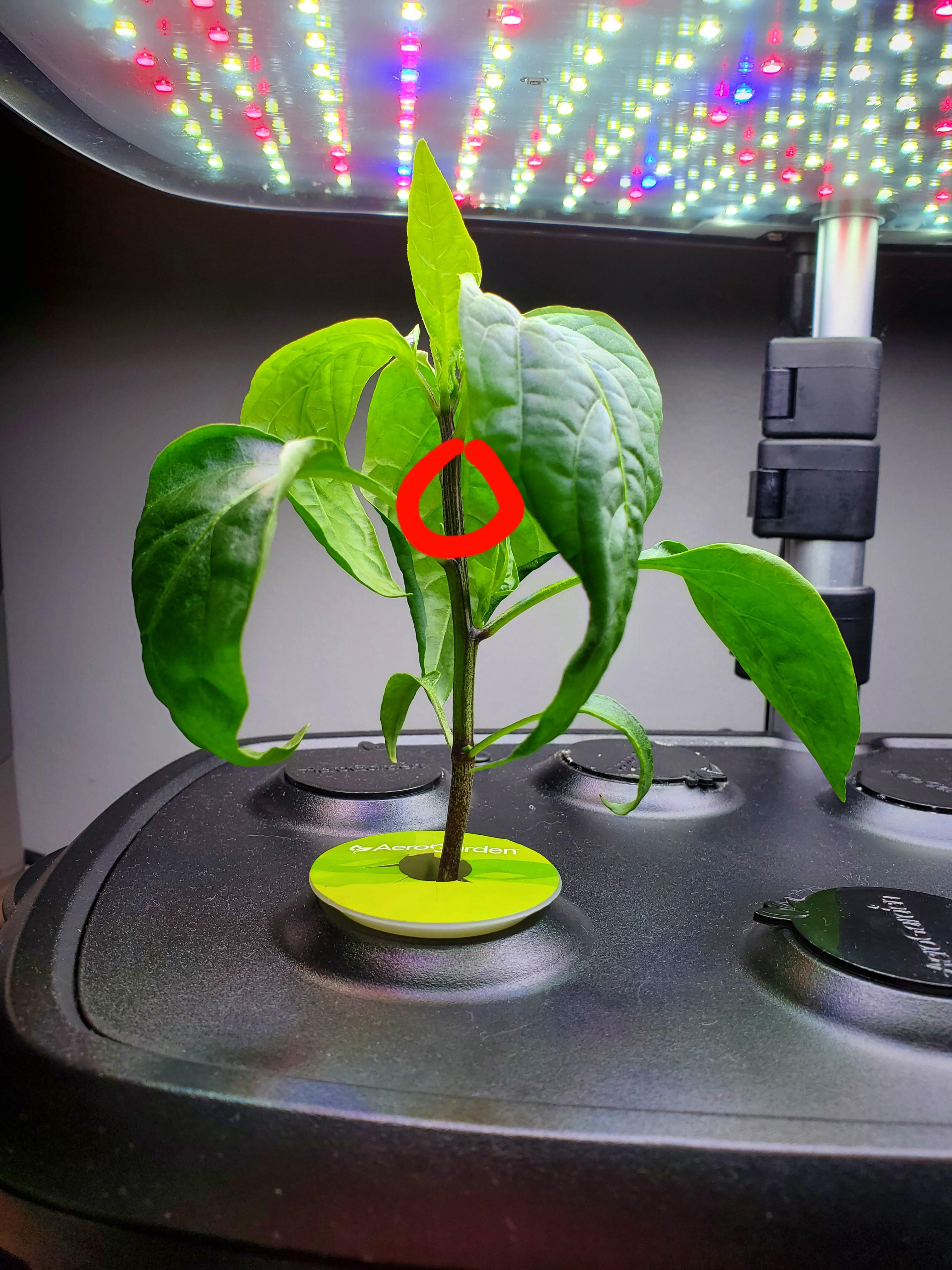This is my first time growing peppers in my aerogarden (first time ever
